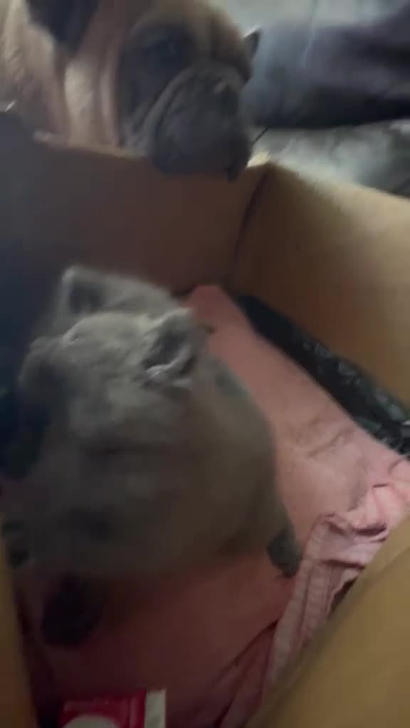 Russian Blue cats for sale: Russian blue grey kittens - Video 1