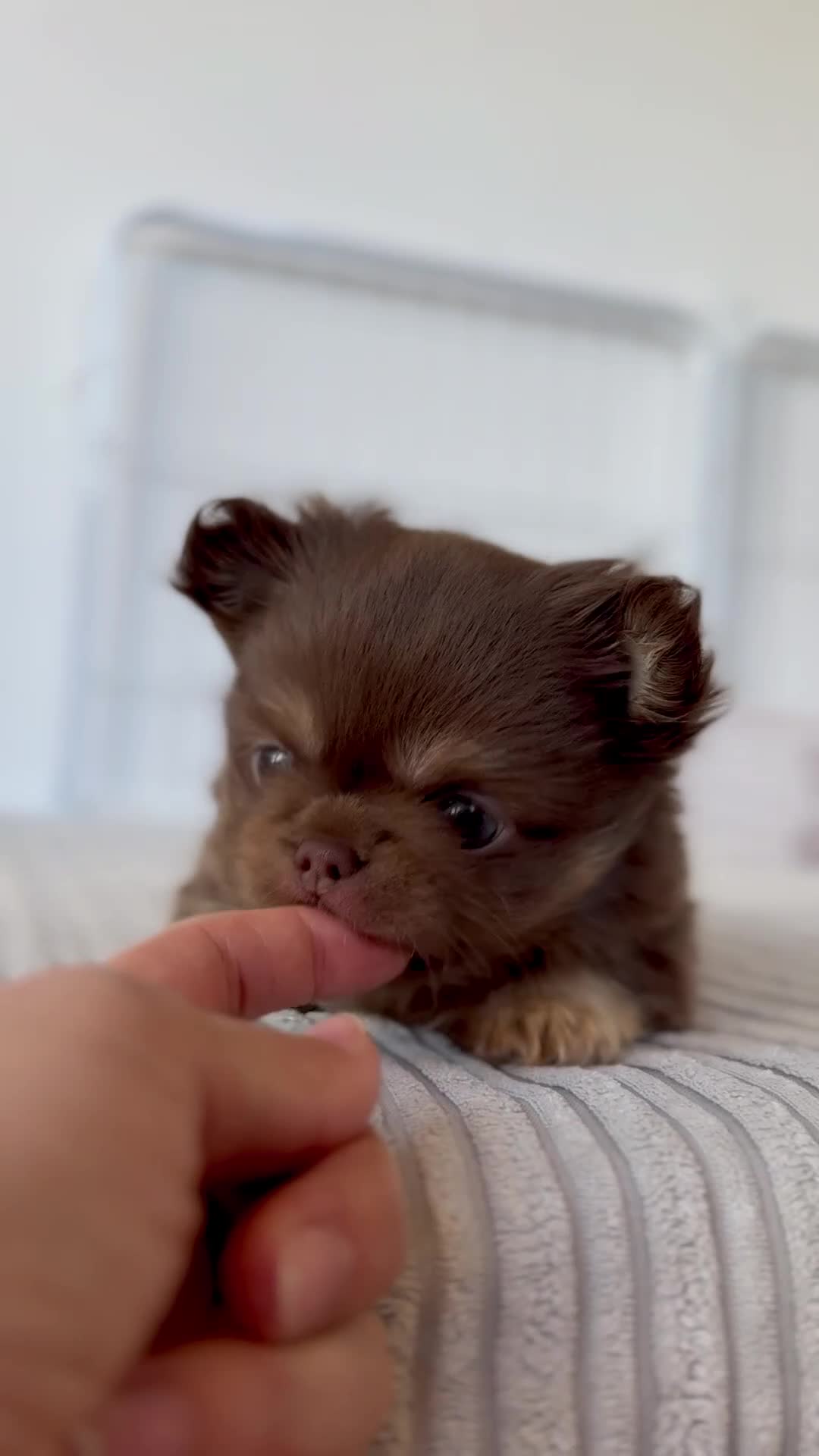 Chihuahua dogs for sale: ✨🐾 Exceptional Chihuahua Forever Home Only 🏡💖 - Video 1