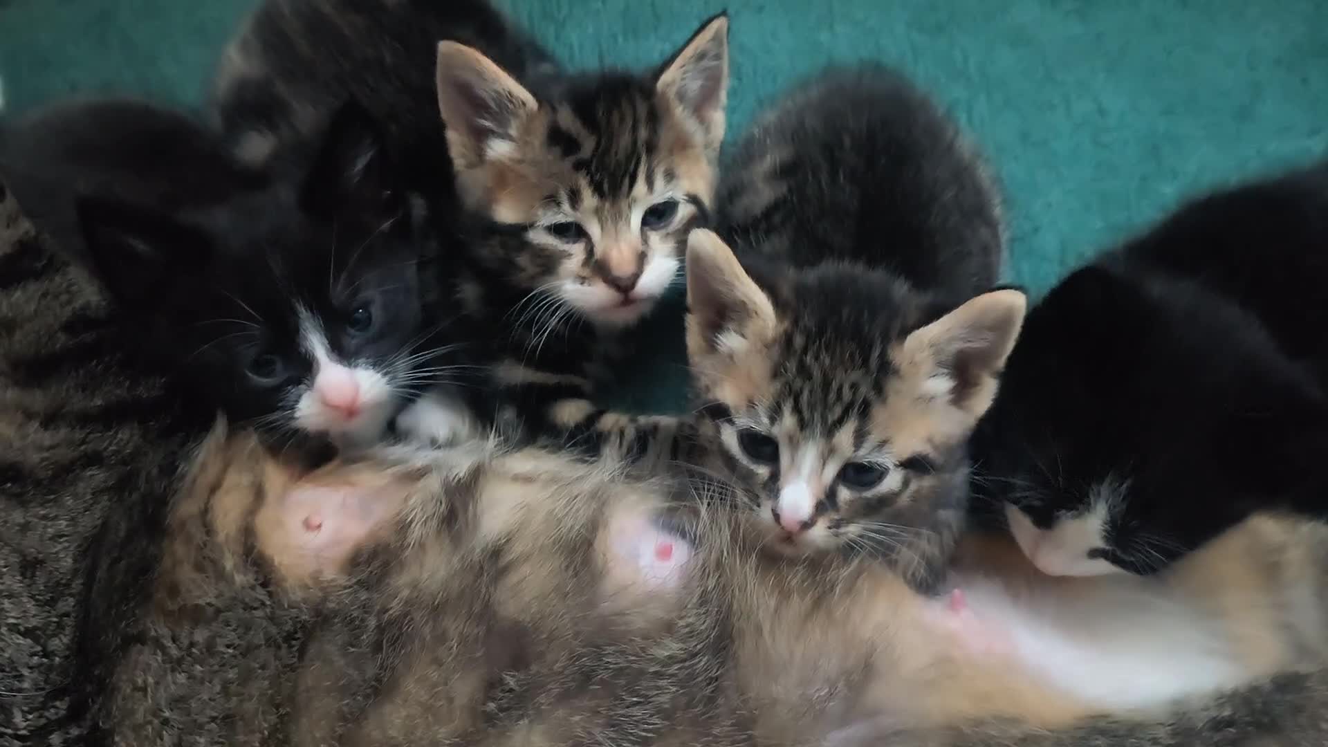 Mixed Breed cats for sale: Beautiful rare marking kittens for sale must see x - Video 1