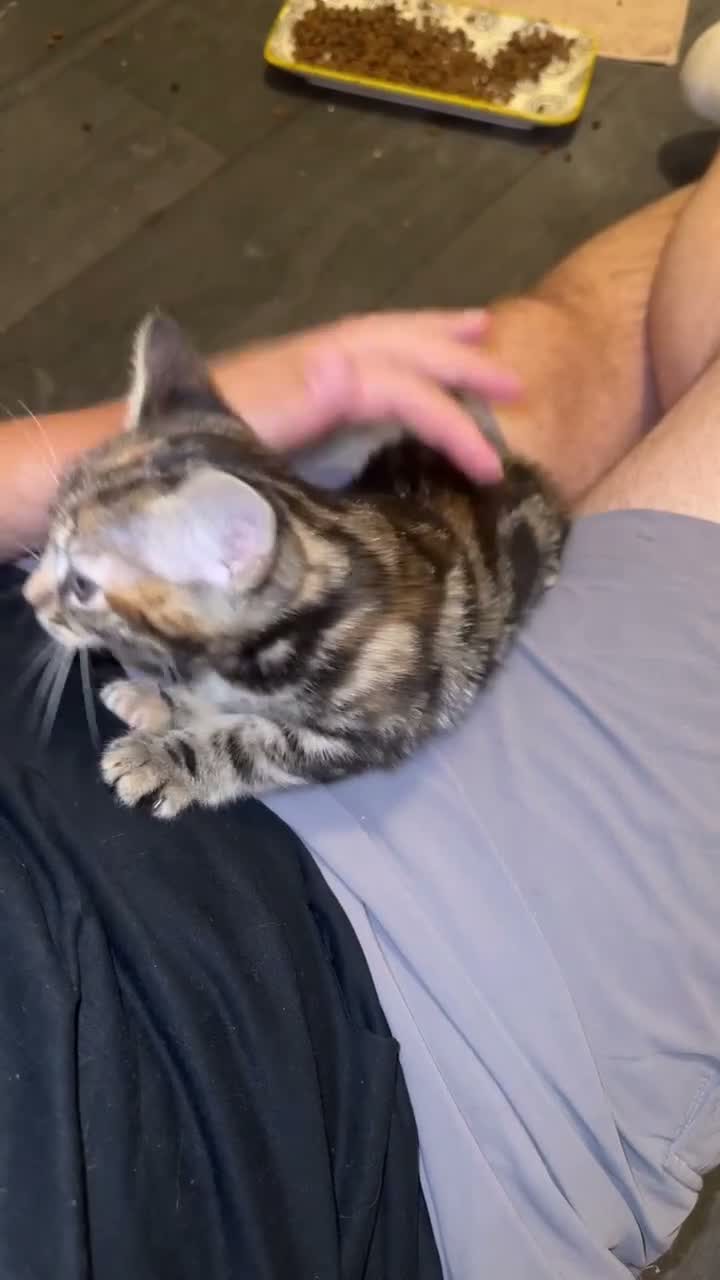 Mixed Breed cats for sale: Beautiful Fluffy Boy & Tabby Girl Kittens  - Video 2