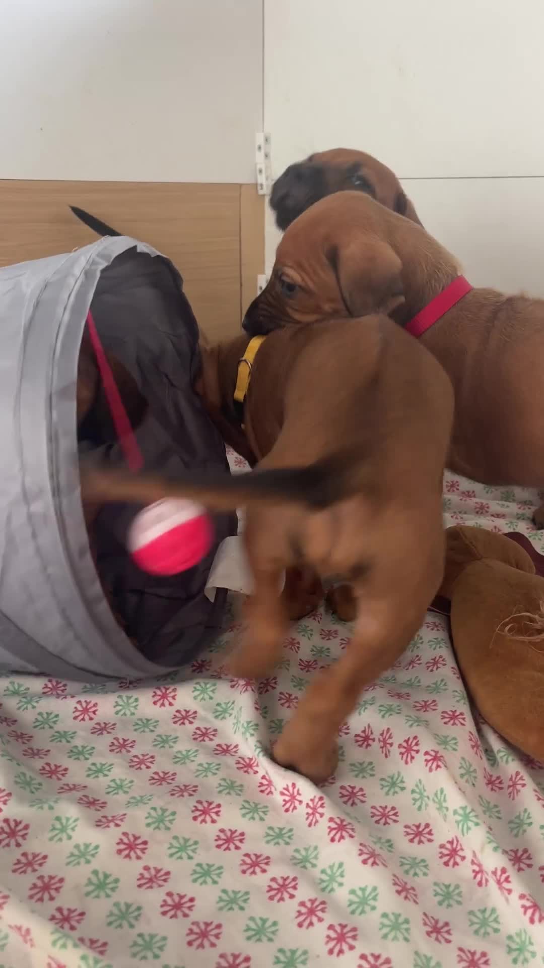 Rhodesian Ridgeback dogs for sale: Pedigree Ridgeback Puppies - READY FOR VIEWING in Scunthorpe - Video 2