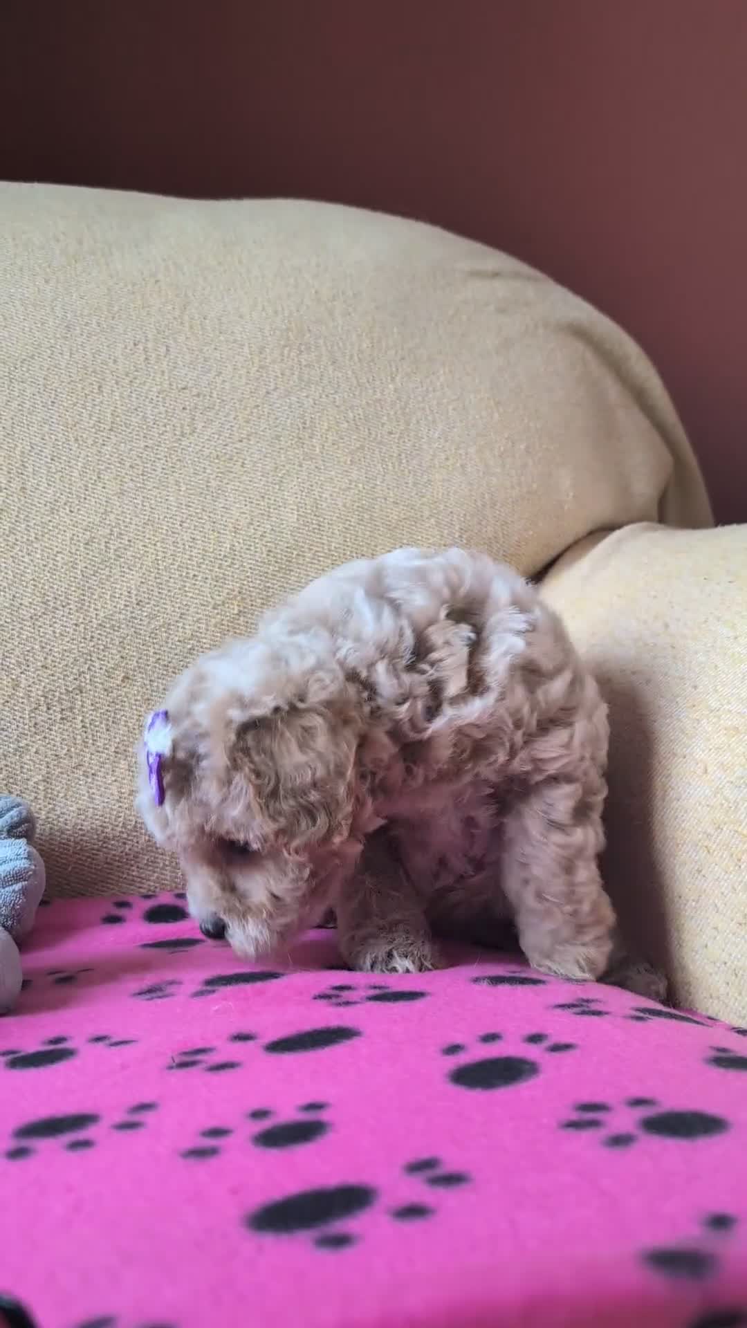 Maltipoo dogs for sale: Stunning Toy Maltipoo Puppies  - Video 4