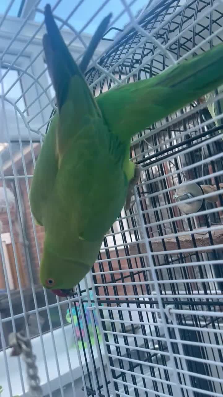 Parakeets birds for sale: Rose-ringed Parakeet  in Derby - Video 1