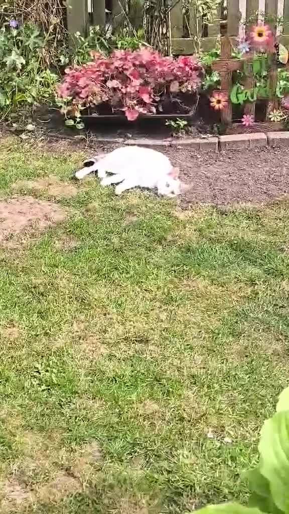 Mixed Breed cats for adoption: Beautiful Kittens in Hereford - Video 1