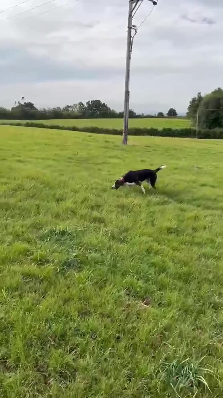 Mixed Breed dogs for adoption: WILSON - 2 Years old, Male, Hound Mix in Mold - Video 4