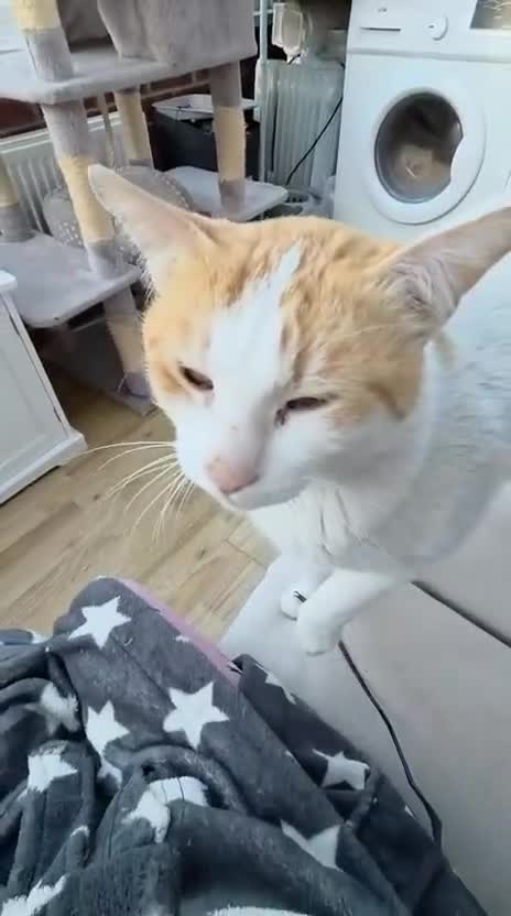 Mixed Breed cats for adoption: Friendly Rescue boy Henry in Bedford - Video 1