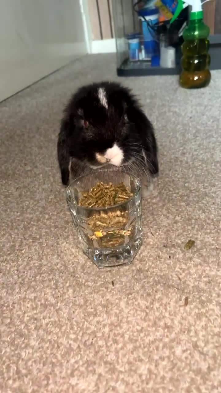 Mini Lion Lop rabbits for sale: Mini lop and set up. - Video 1