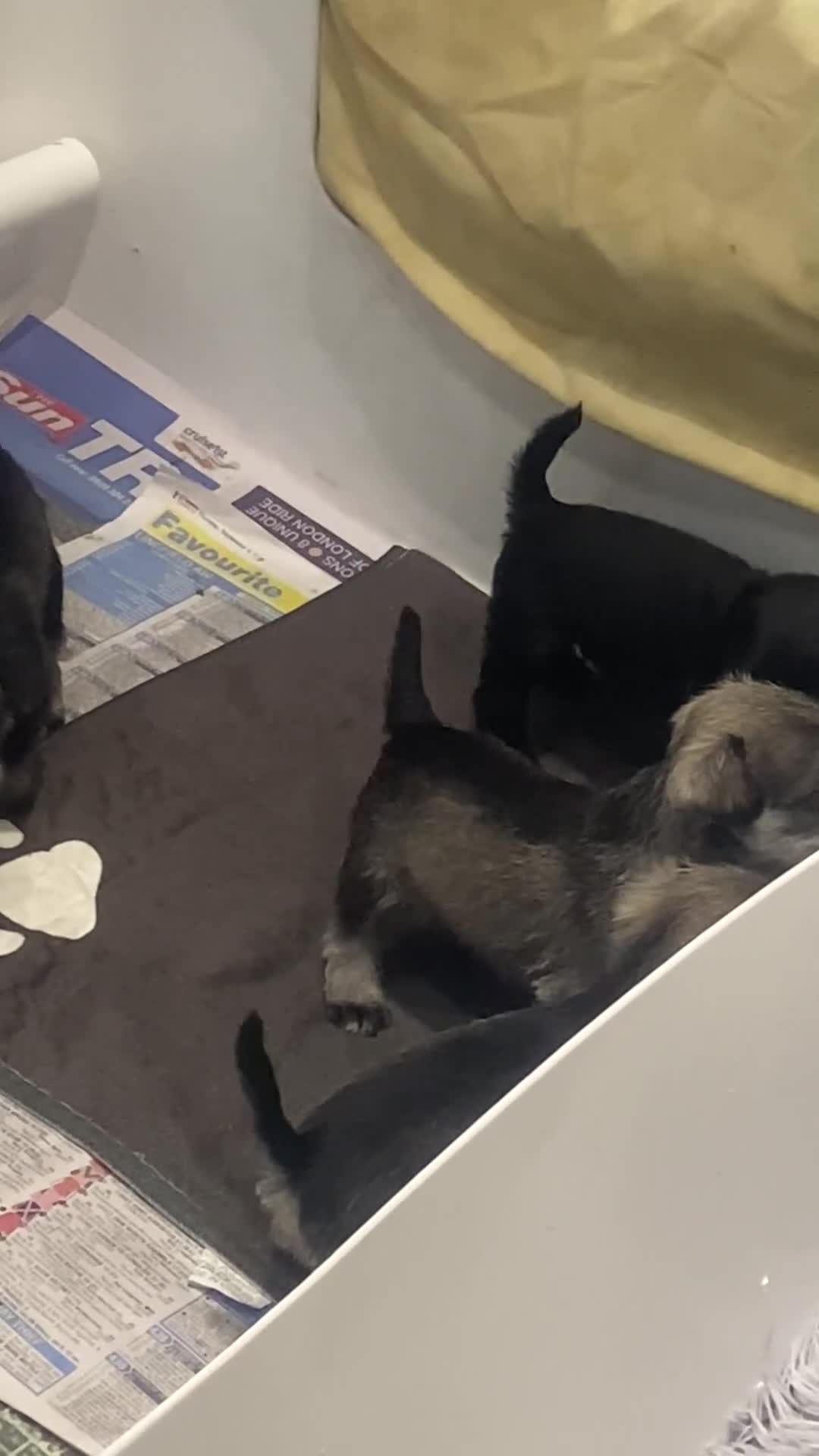 Miniature Schnauzer dogs for sale:  black Miniature schnauzer girl pup kc reg - Video 1