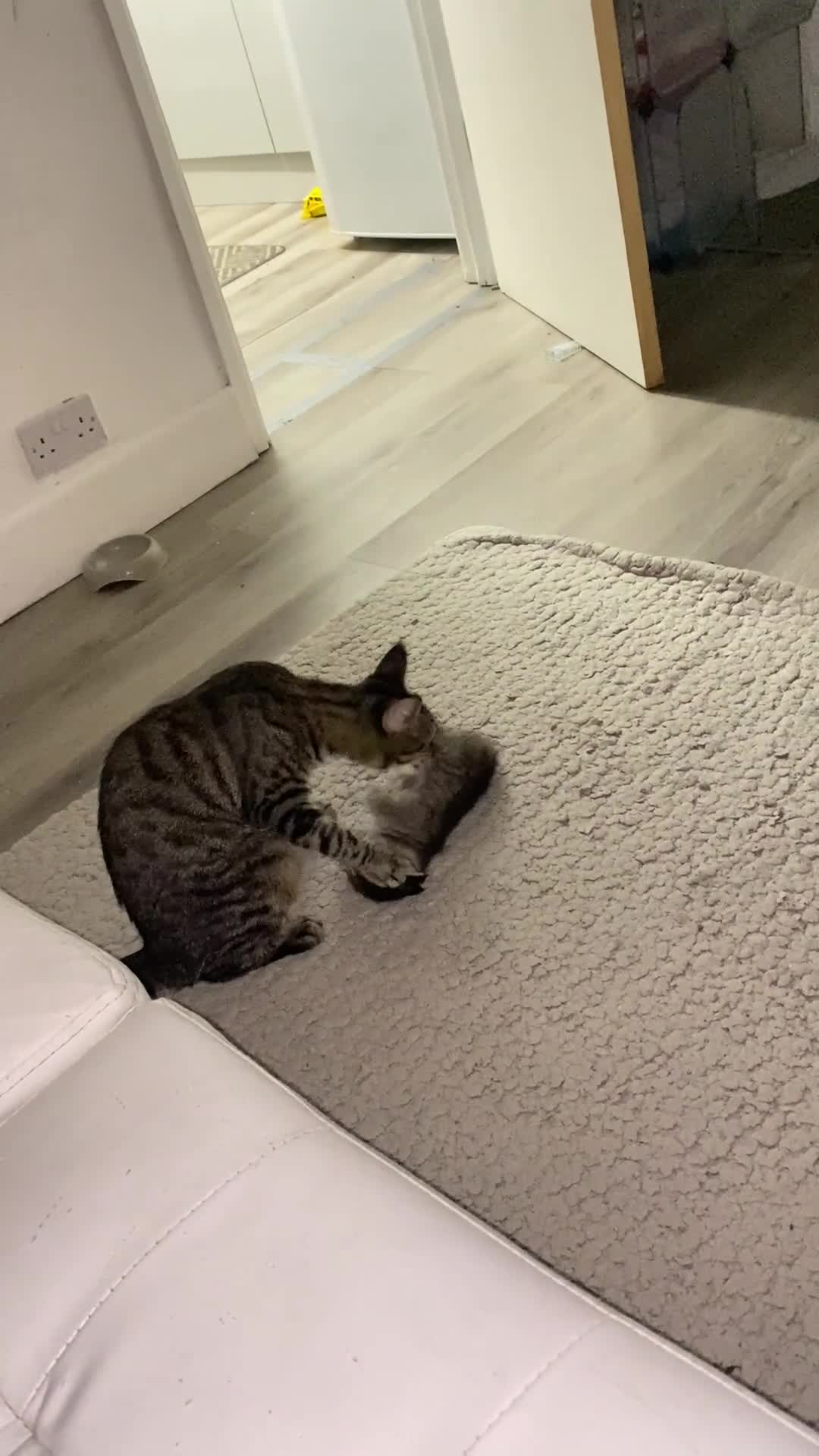 Maine Coon cats for sale: Adorable Tabby Kittens Looking for New Homes 🐾💕” - Video 1