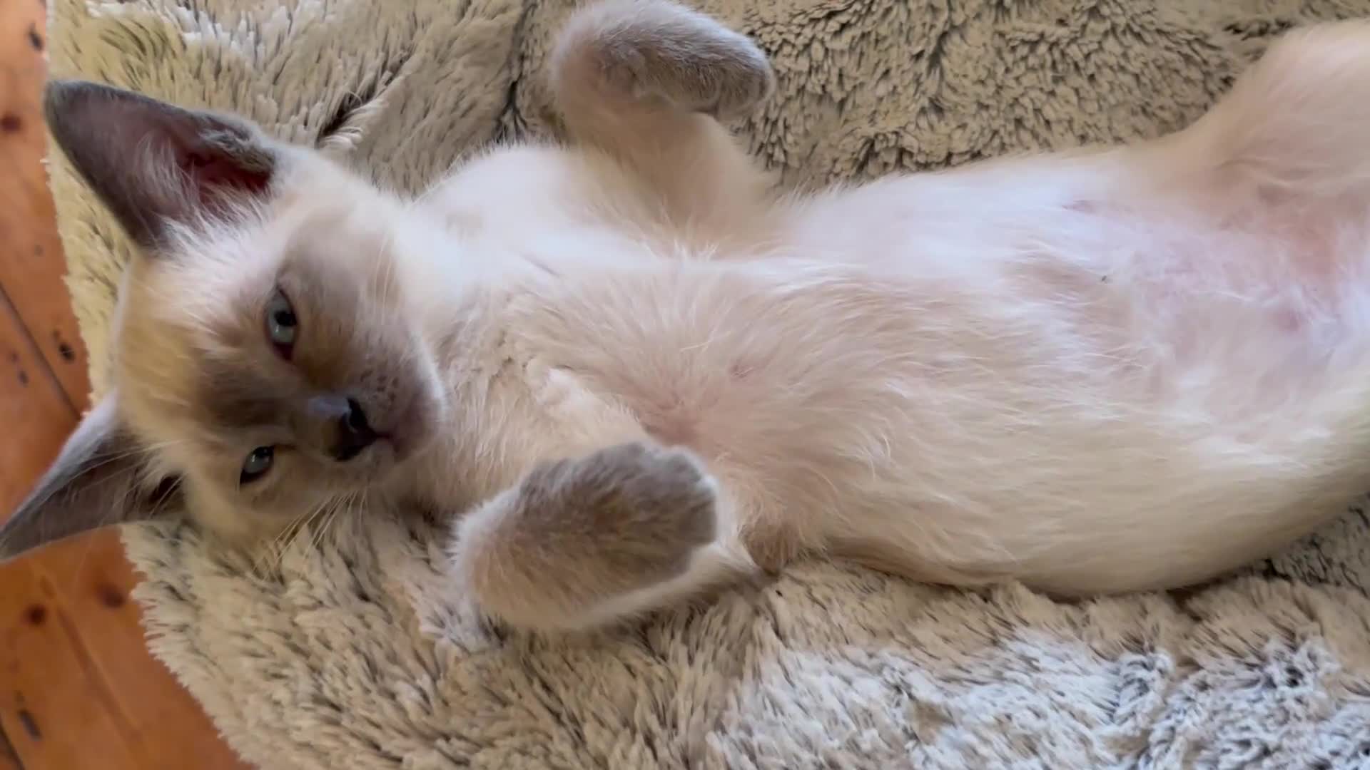 Tonkinese cats for sale: Exquisite Tonkdolls - Video 5