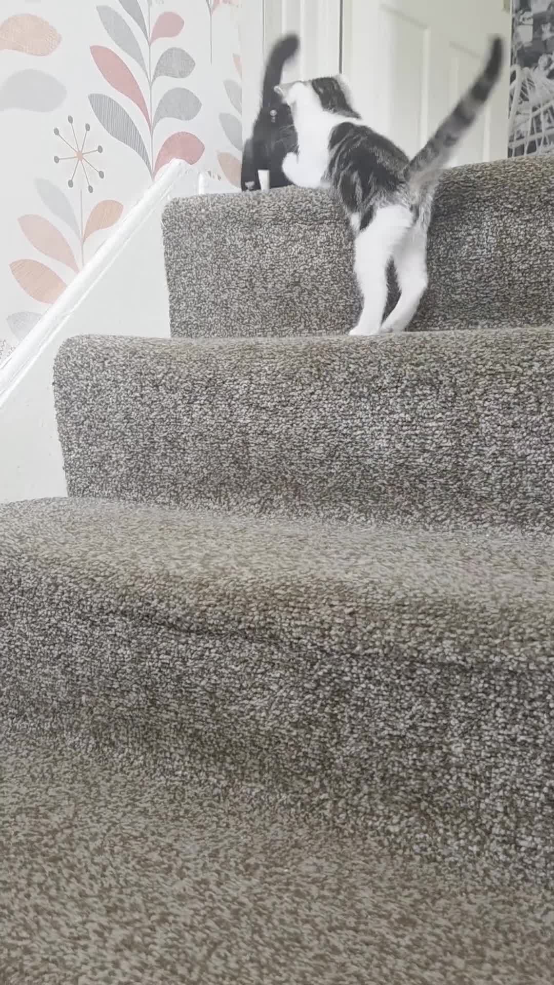Mixed Breed cats for sale: Two beautiful girls. Ready to leave Saturday  - Video 1