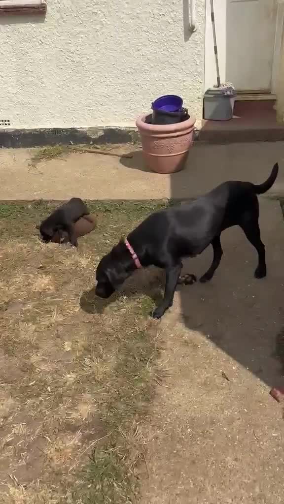 Mixed Breed dogs for sale: 7 Labrador and lurcher puppies! - Video 2