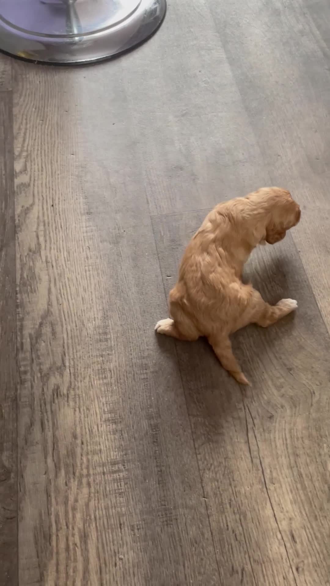 Cockapoo dogs for sale: Cockerpoos - Video 1