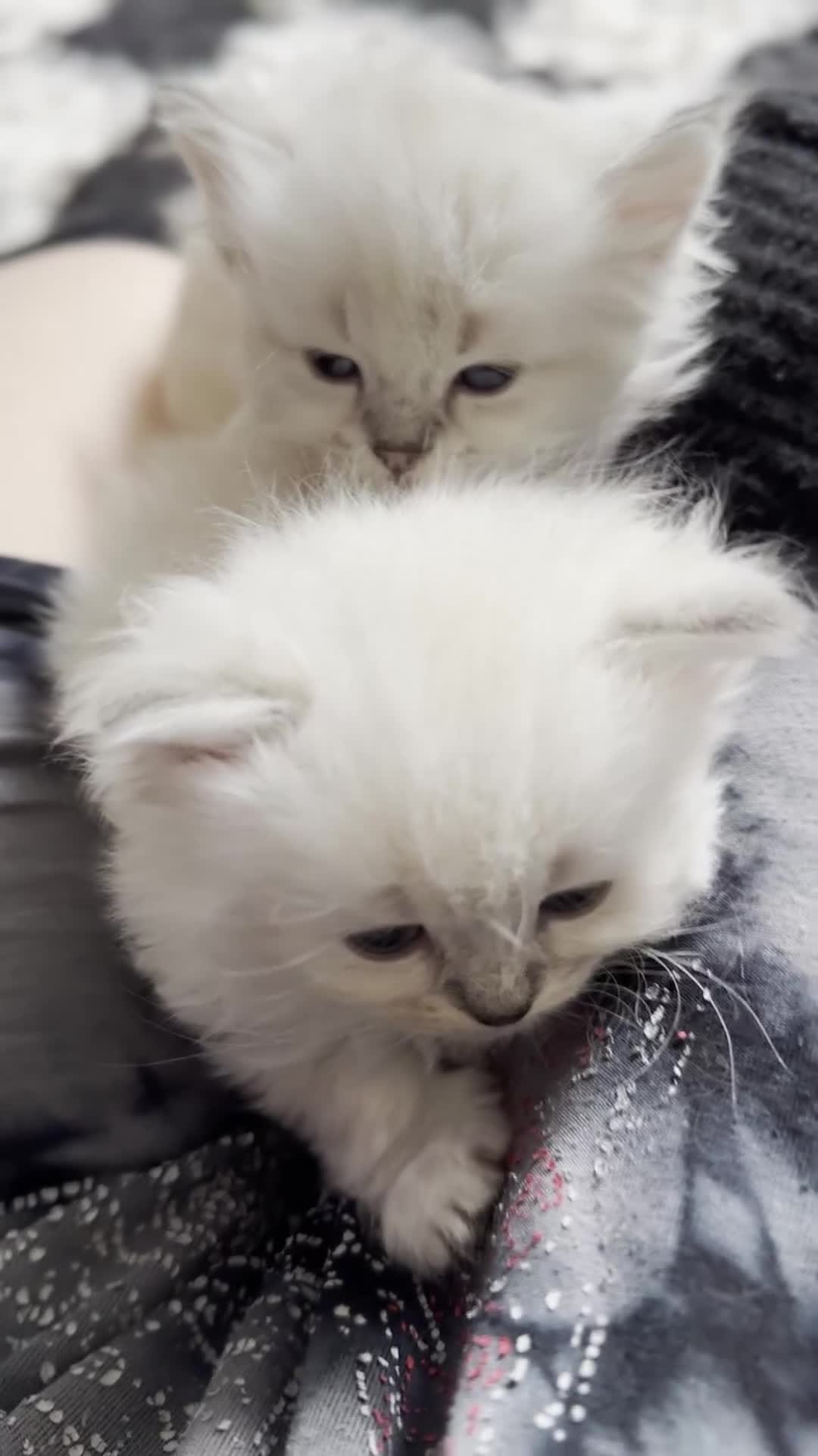 Mixed Breed cats for sale: Adorable Fluffy Ragdoll x Scottish Fold Kittens - Video 3