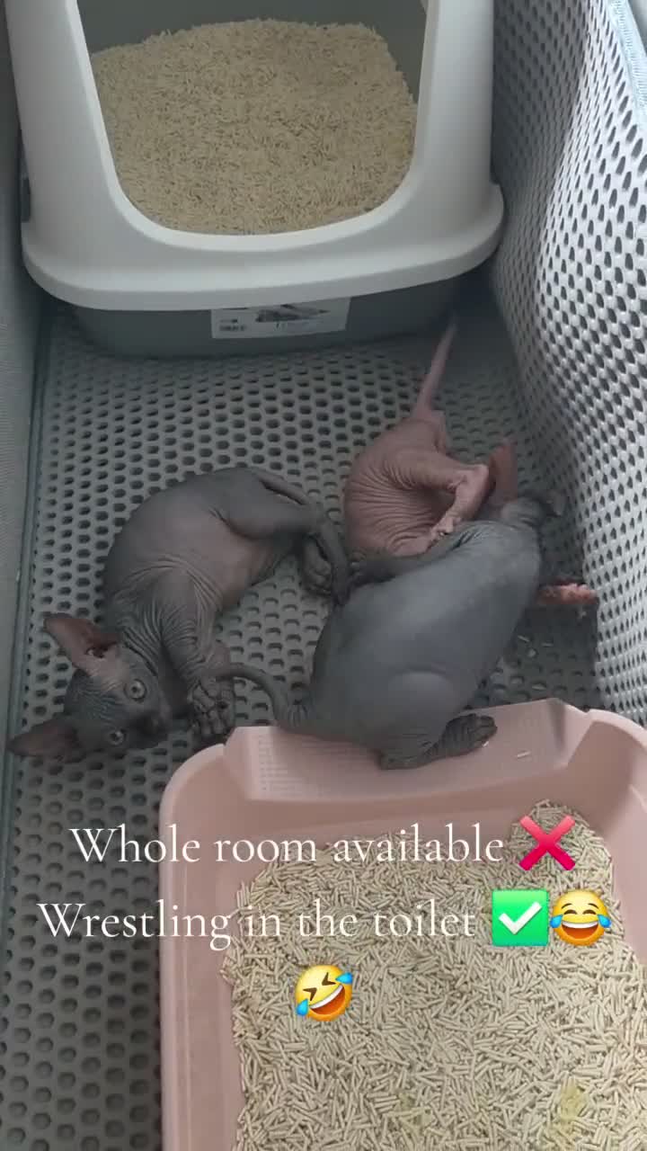 Sphynx cats for sale: ✨ Exceptional Sphynx Kittens Available ✨ - Video 1