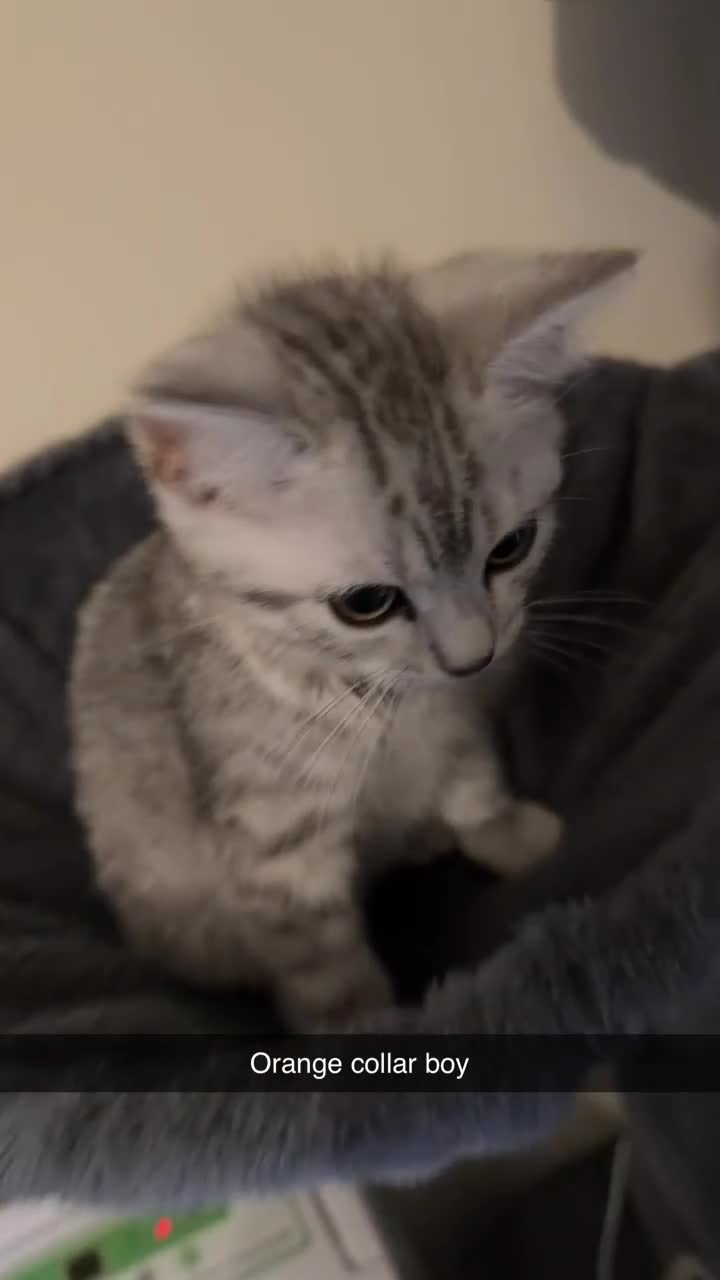 British Shorthair cats for sale: British short hair  - Video 3