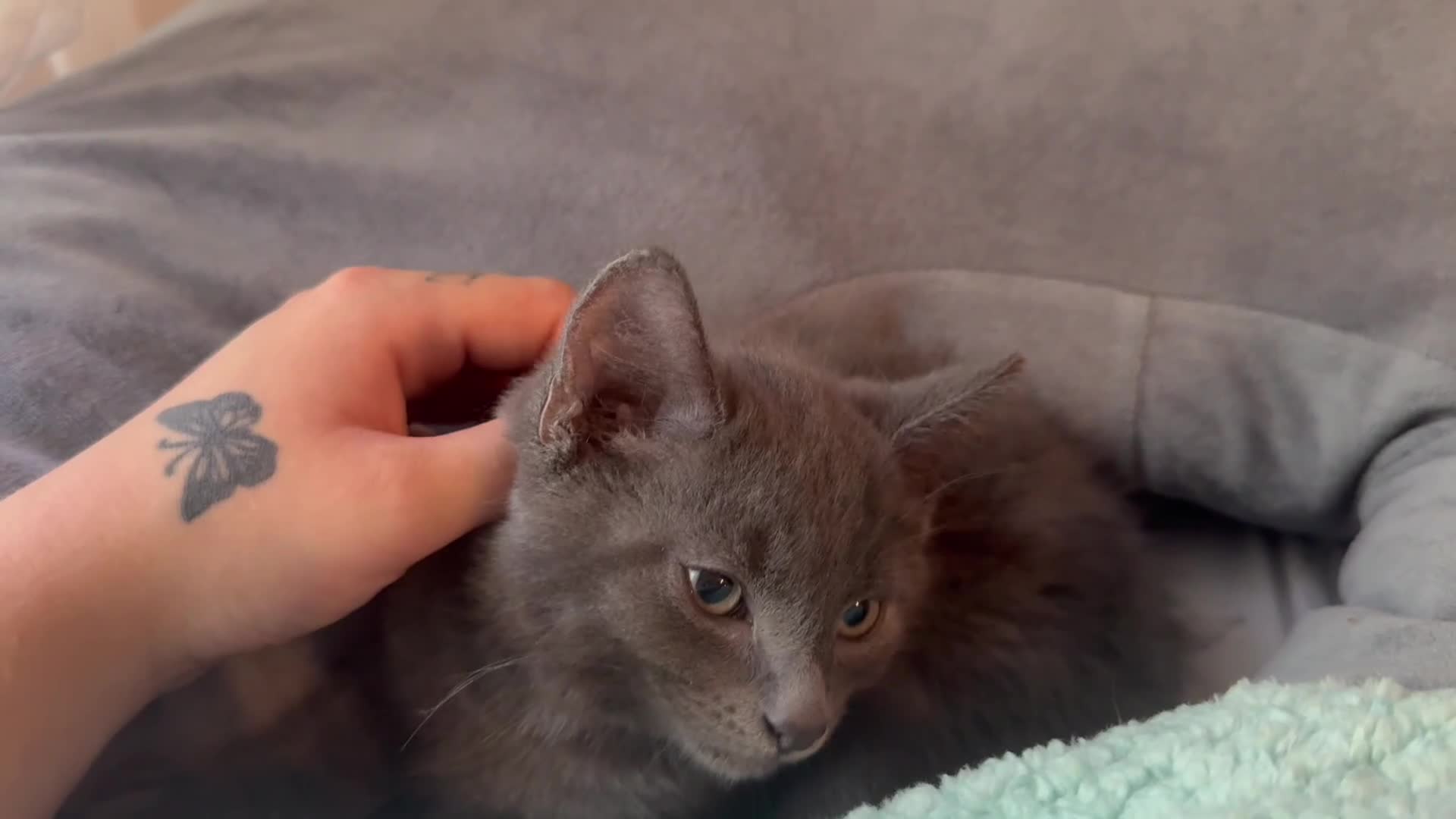 Mixed Breed cats for sale: russian blue mix breed - Video 3