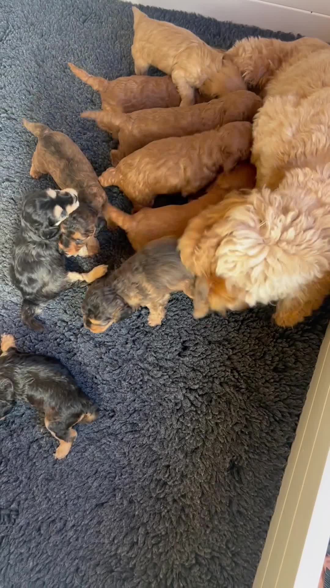 Cockapoo dogs for sale: 4⭐️Licensed F1b Cockapoos Exceptionally Bred - Video 1