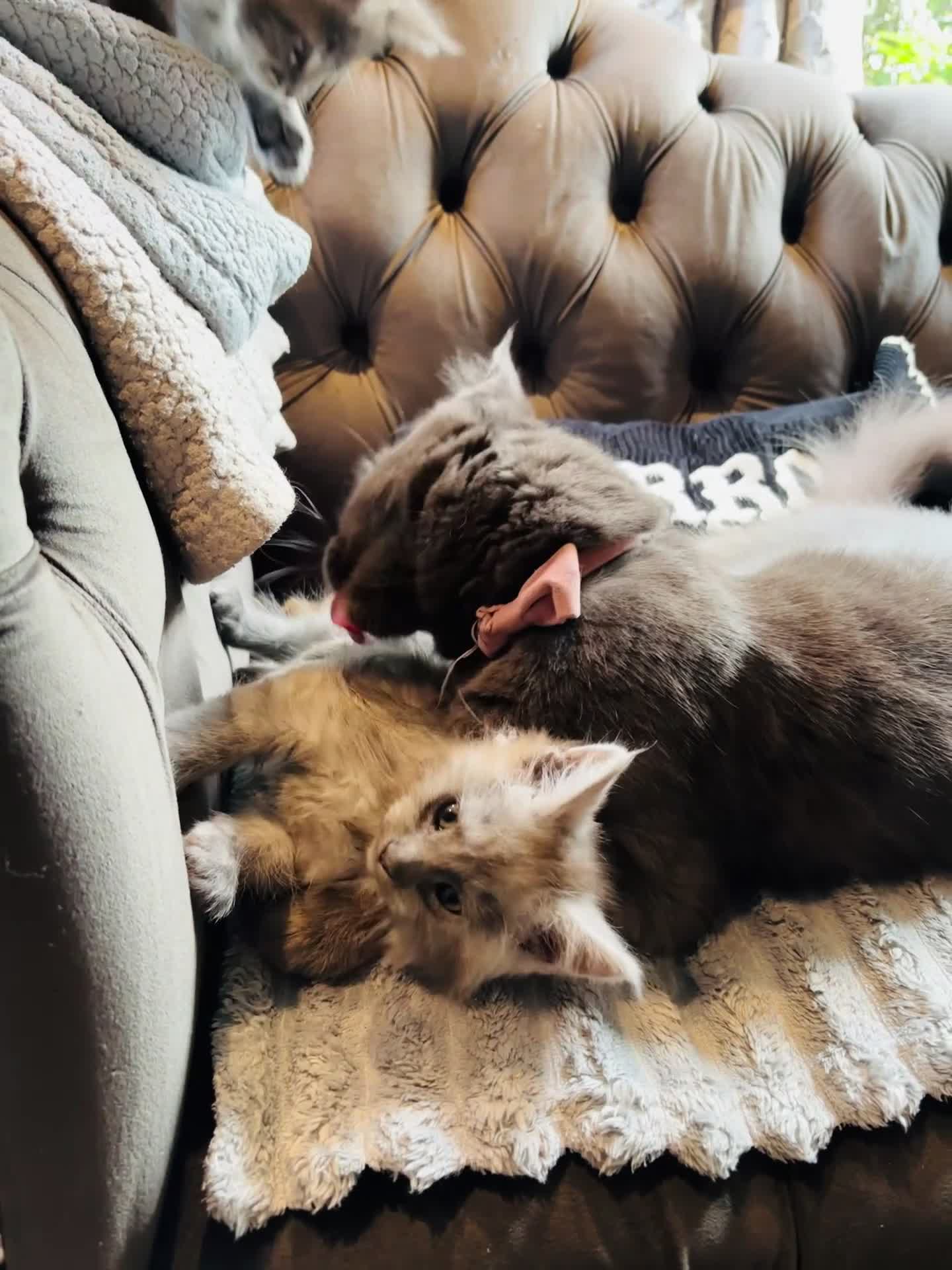 Maine Coon cats for sale: Pure bred Maine Coon kittens - Video 1