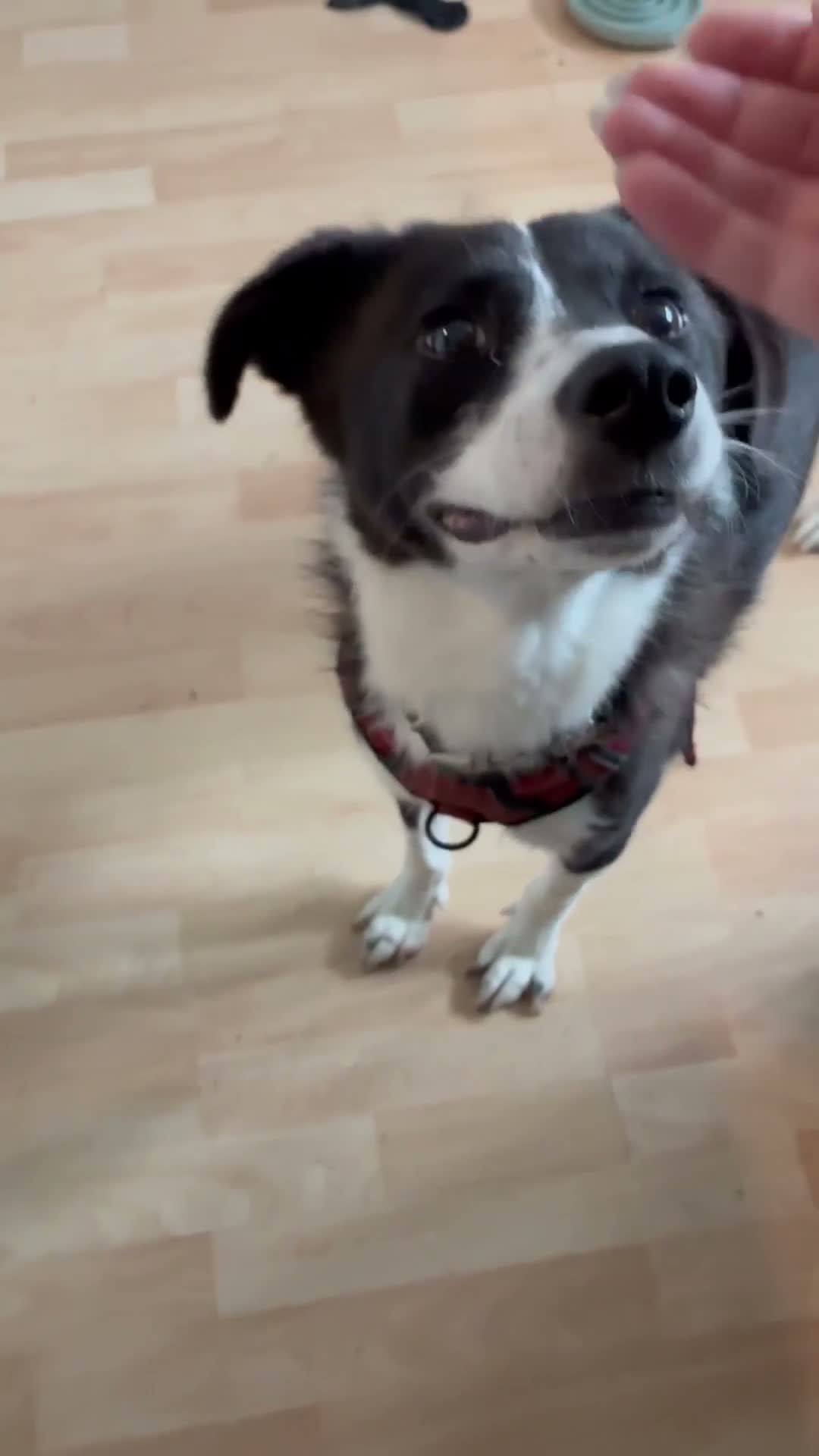 Mixed Breed dogs for adoption: Jazz for adoption in Leigh-on-Sea - Video 2