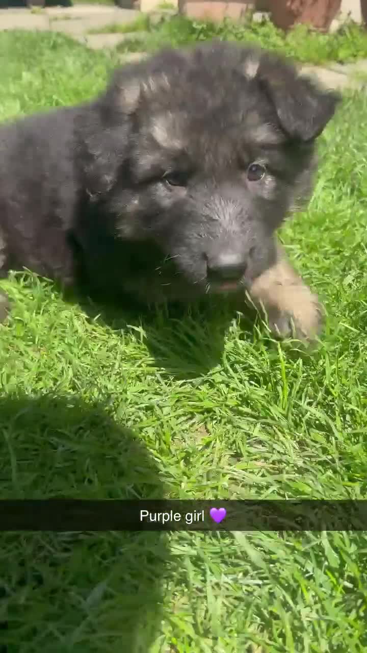 German Shepherd dogs for sale: Beautiful German Shepherd puppies for sale - Video 4