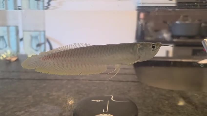Other/Mixed Breed fish for sale: SLIVER AROWANA - Video 1