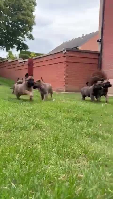 Belgian Shepherd Dog dogs for sale: Dutch herder x malinois Shepherd - Video 1