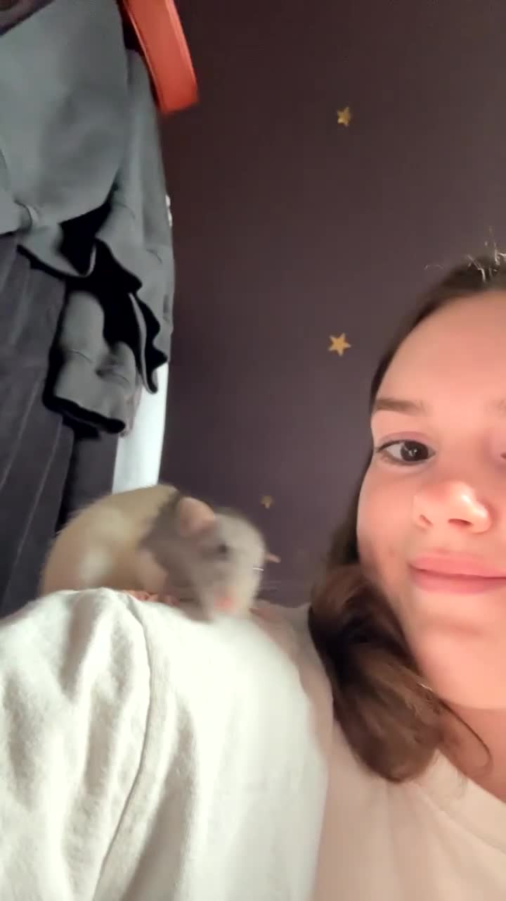 Rat rodents for sale: Dumbo Female Rats - Video 5