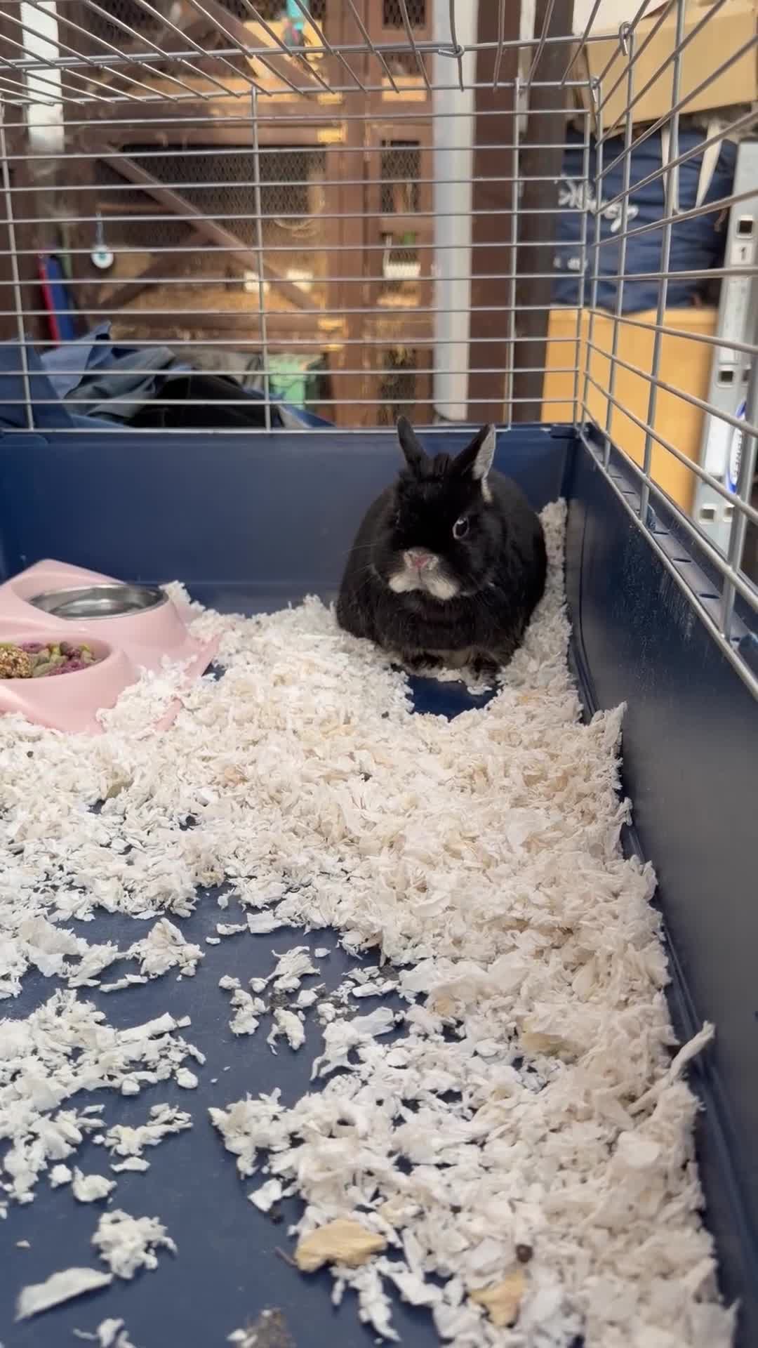 Netherland Dwarf rabbits for sale: Urgent Neutered House Black Otter Netherland Dwarf - Video 1