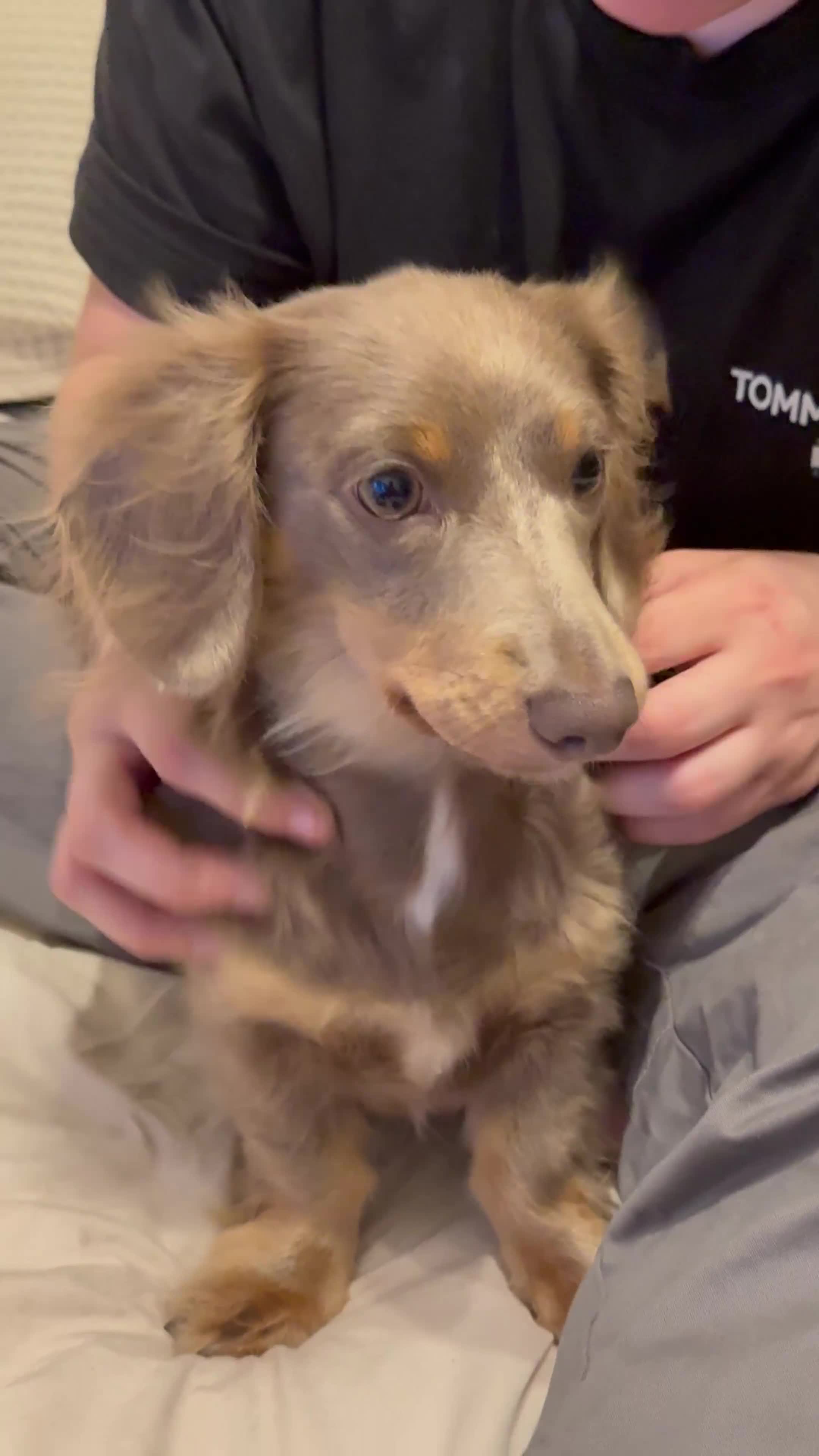 Miniature Dachshund dogs for sale: Miniature dachshund  - Video 5