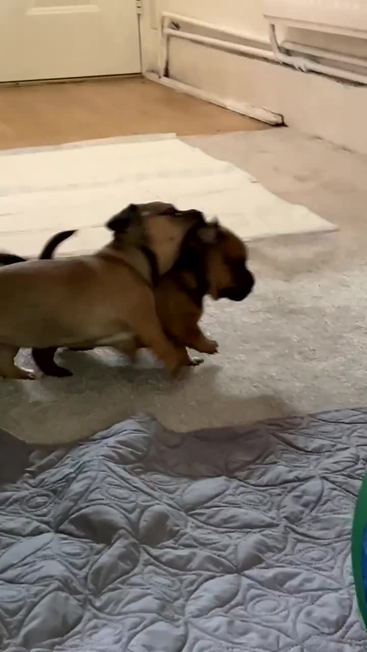 Mixed Breed dogs for sale: 2 Beautiful girls  - Video 3