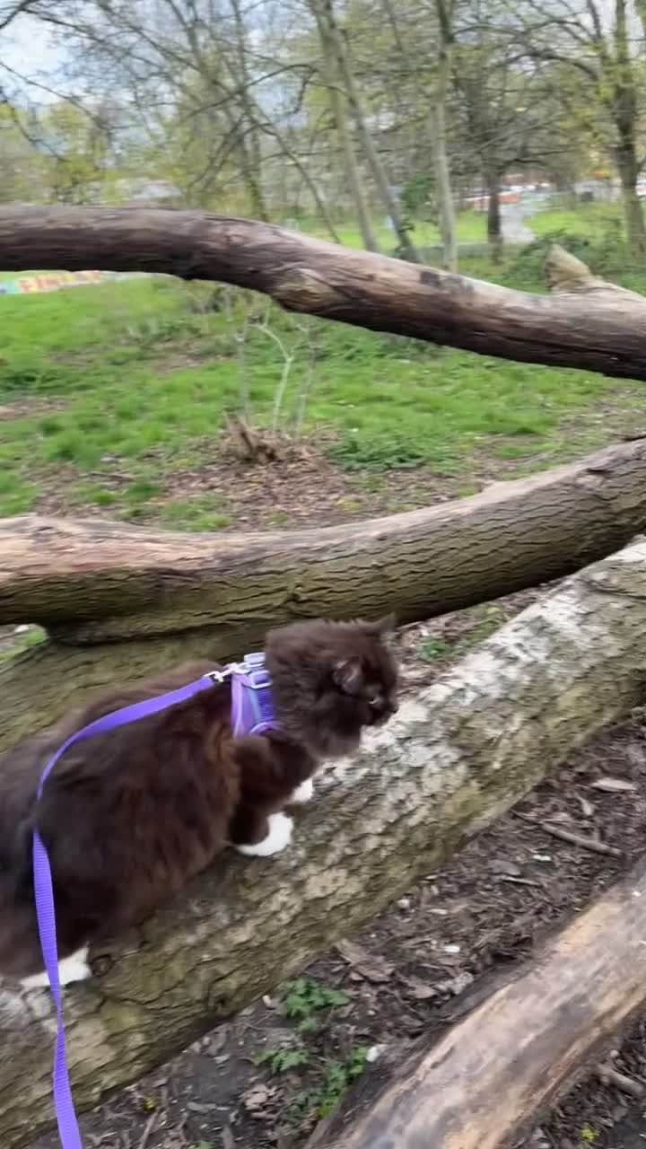Ragdoll cats for stud: Stunning Chocolate Ragdoll Cross - Video 3