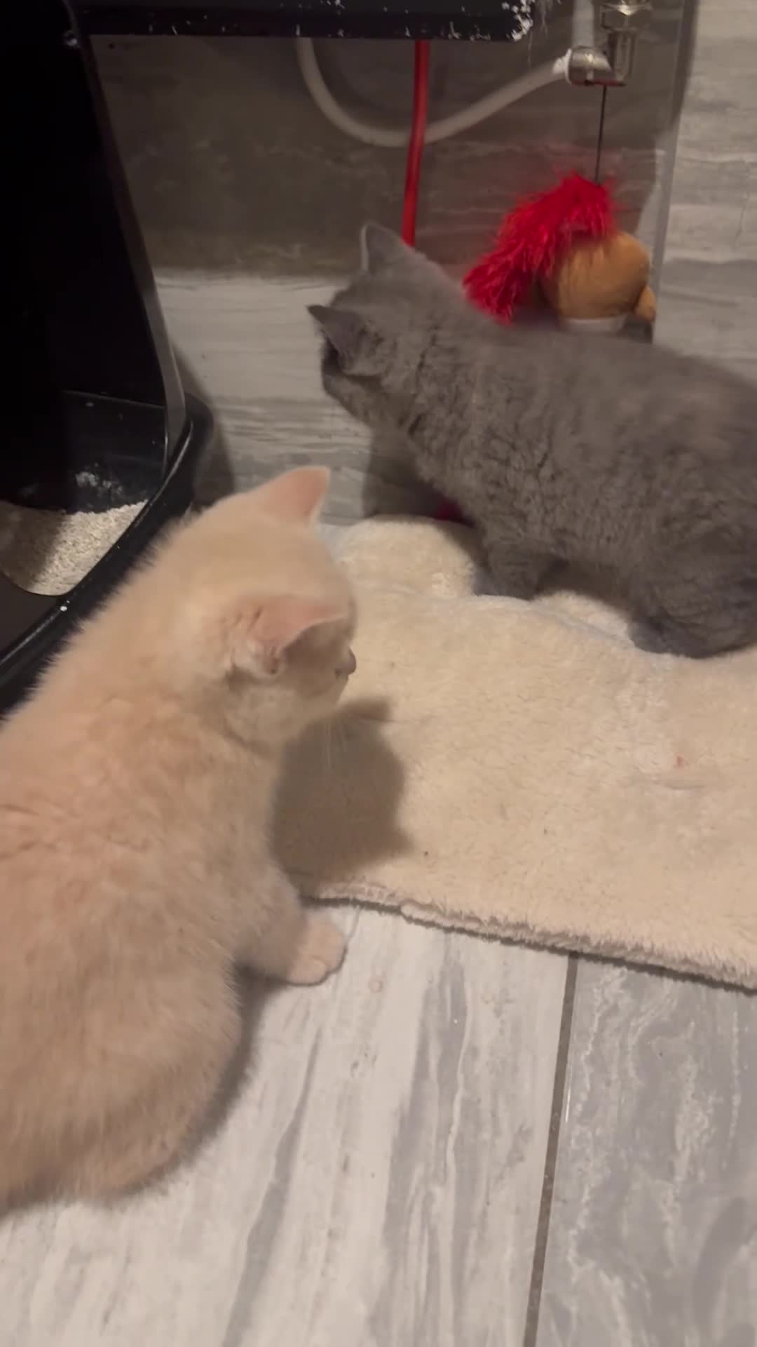 British Shorthair cats for sale: BEAUTIFUL 2 GIRLS 1 BOY BSH  - Video 3