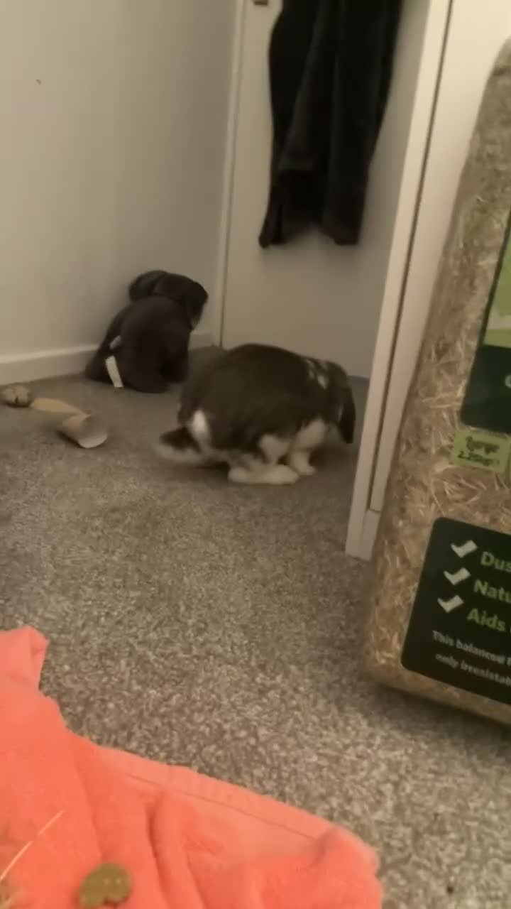 Mini Lop rabbits for sale: Male Mini Lop Rabbit - Video 1