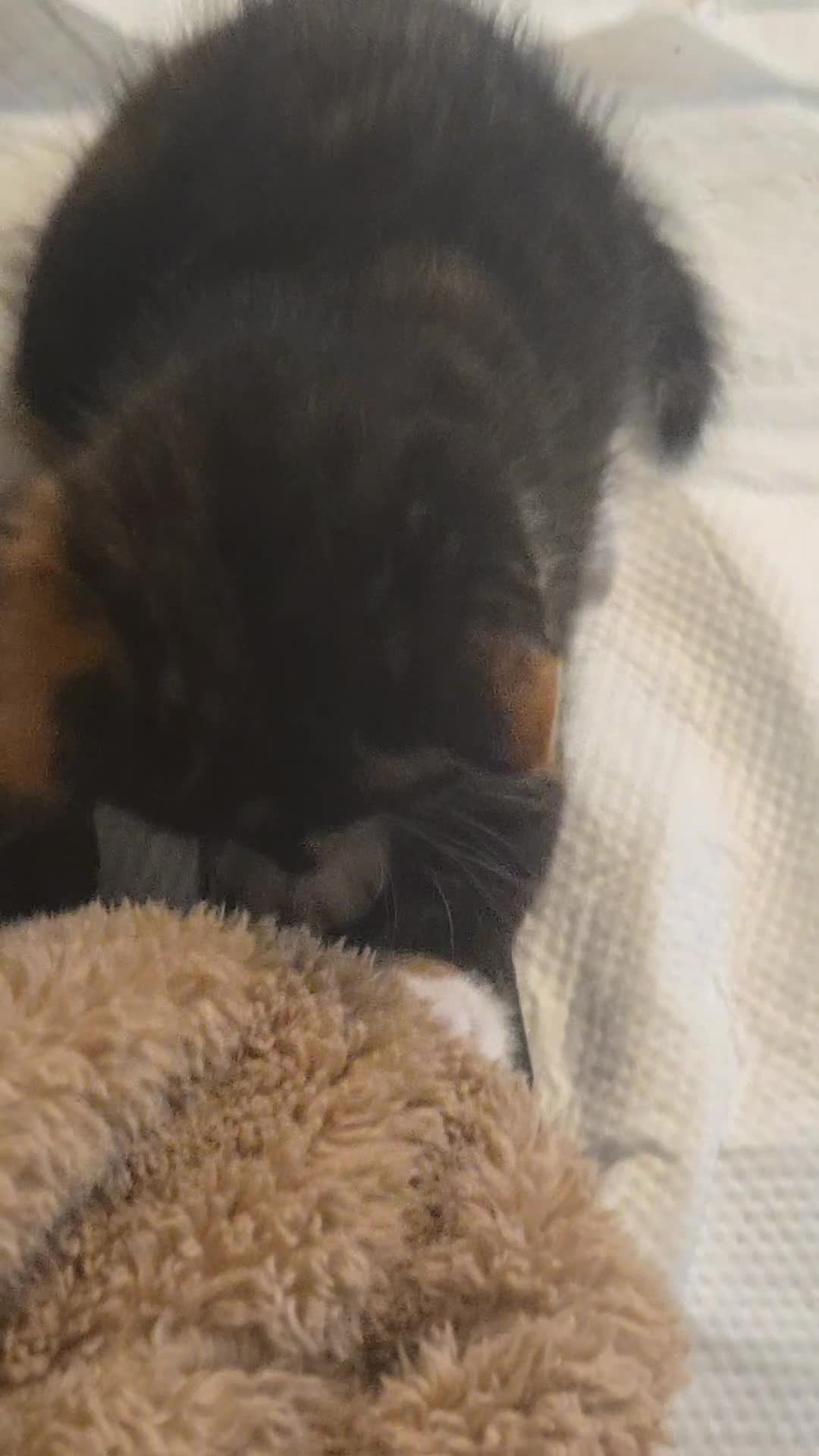 British Shorthair cats for sale: 3 adorable kittens available - Video 3