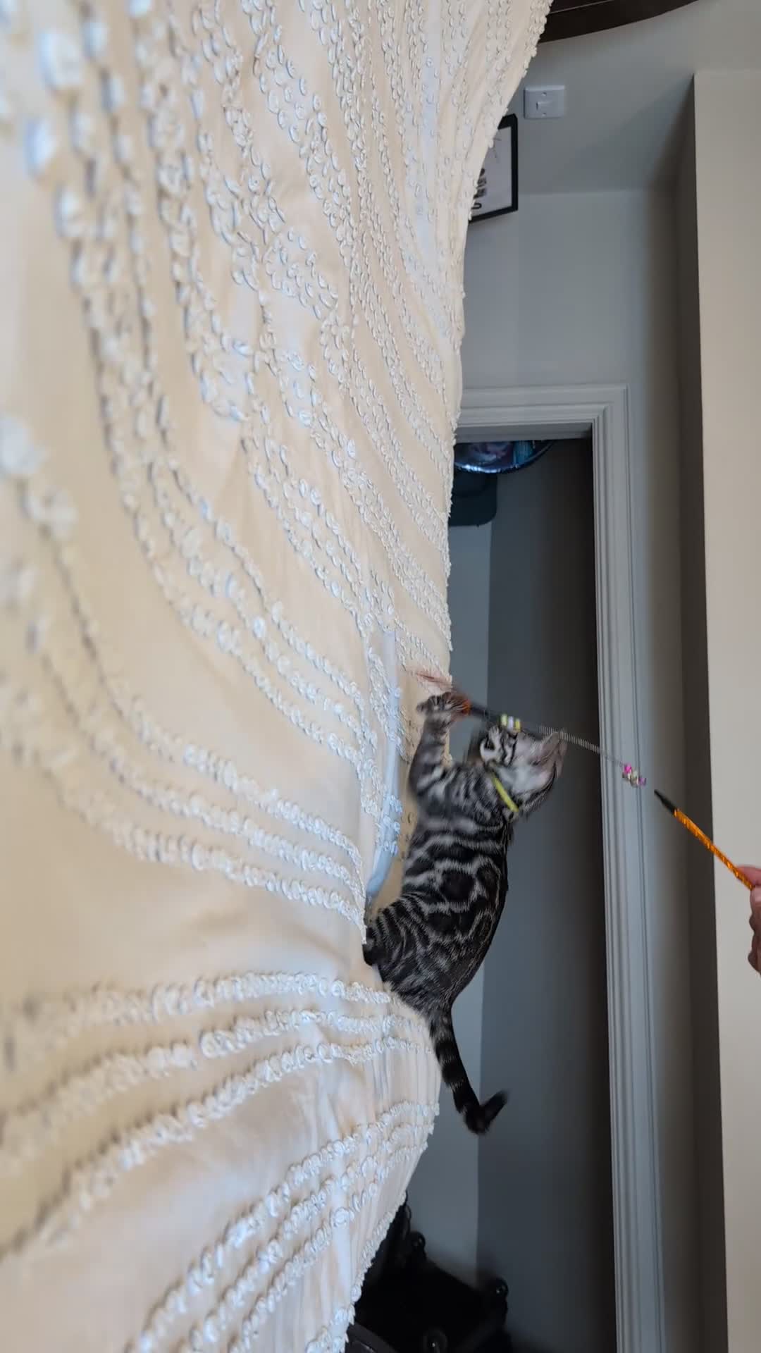 Bengal cats for sale: 🤍🖤🩶 Bengal Kittens 🩶🖤🤍 in Barnoldswick - Video 1
