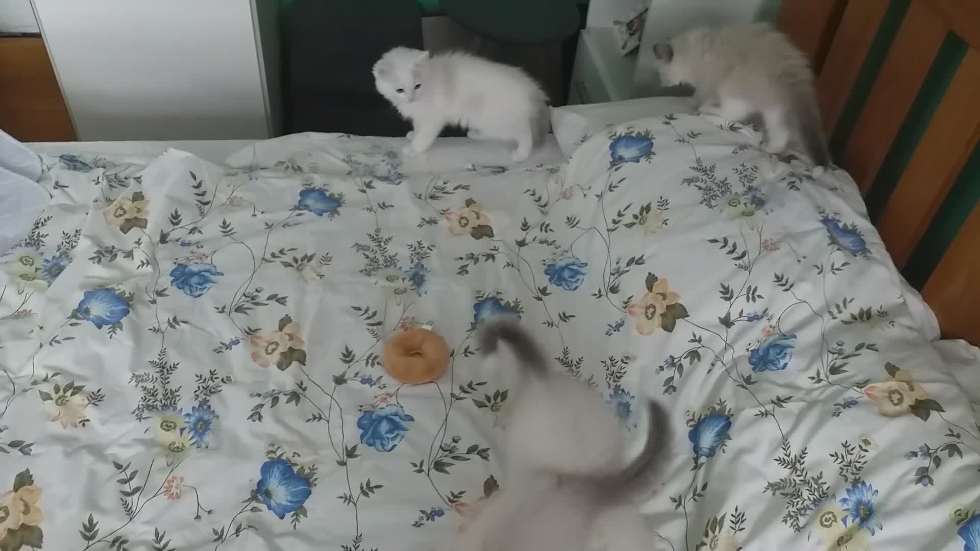 Ragdoll cats for sale: Beautiful Pure Breed Ragdoll Kittens  - Video 1