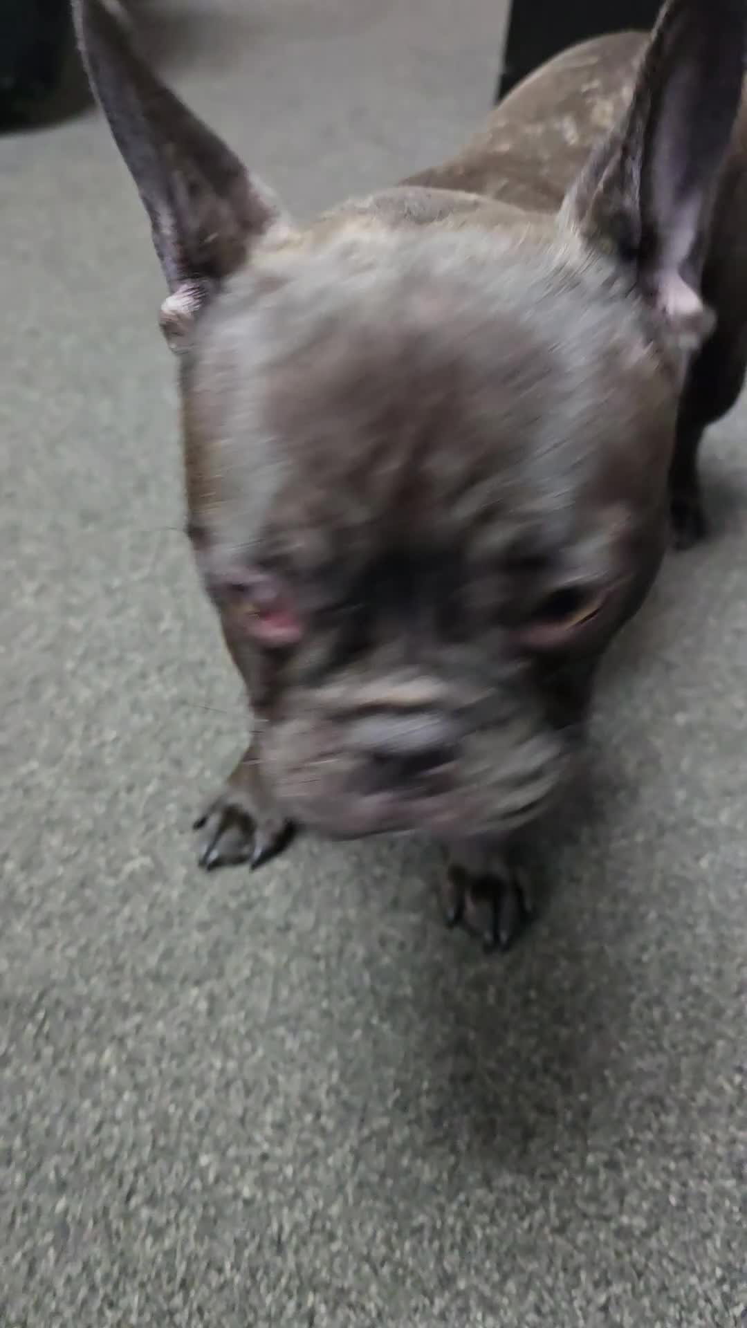 French Bulldog dogs for sale: French bulldog girl - Video 1