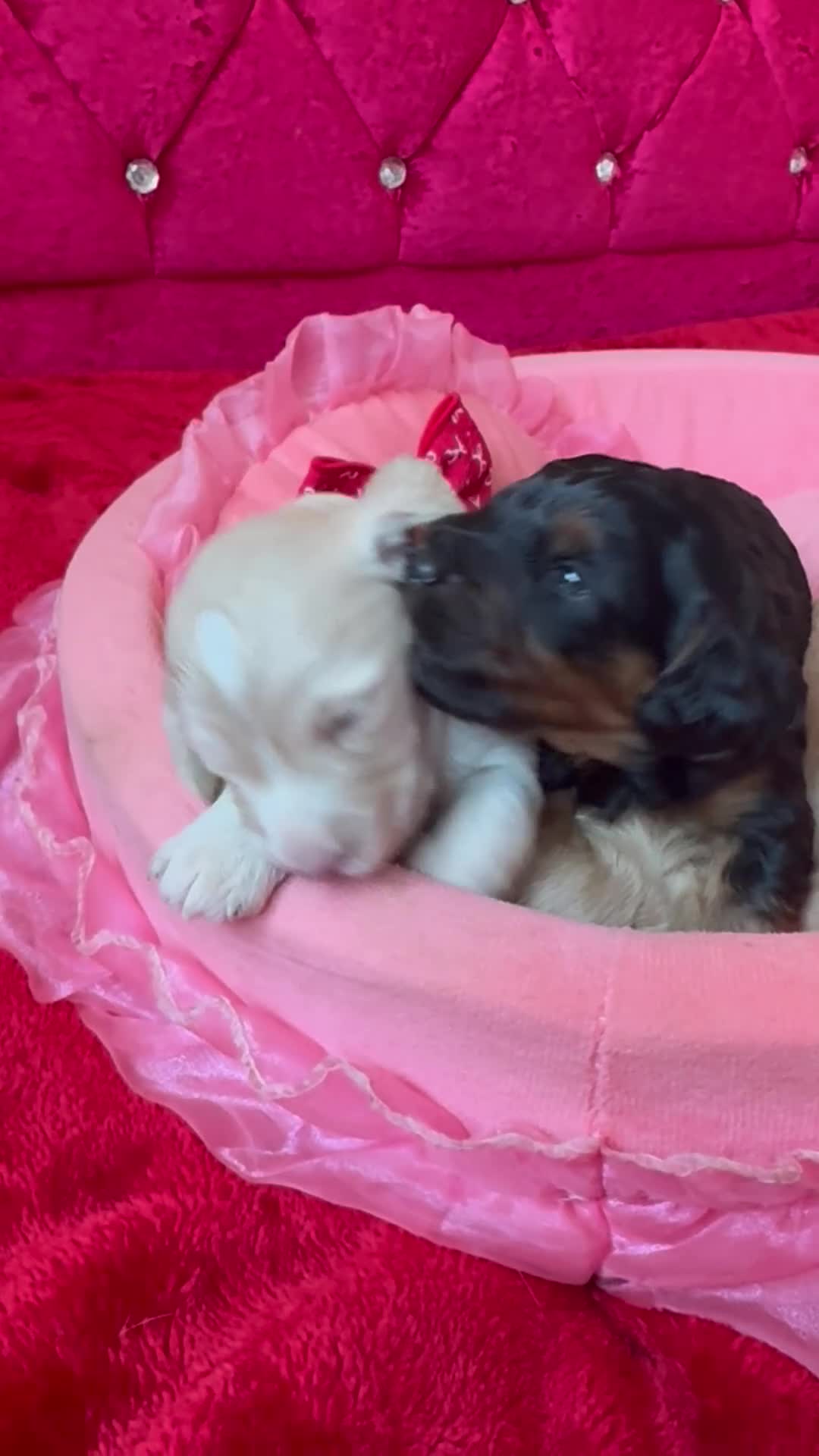 Cockapoo dogs for sale: Stunning Cockapoo Puppies Health Tested  - Video 2