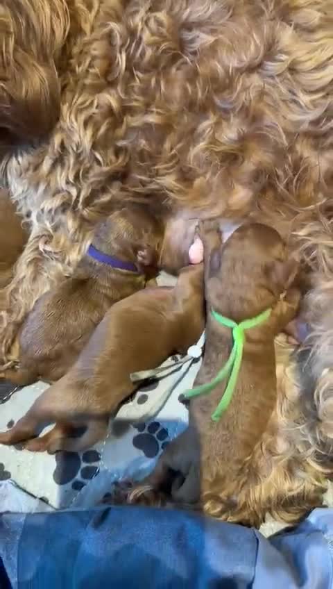 Toy Poodle dogs for stud: Deep Red Toy Poodle Stud -KC Reg PRA Clear in Romford - Video 1