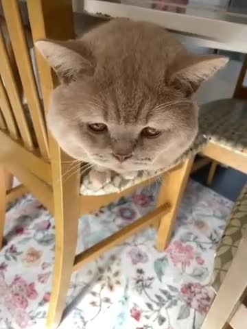 Ragdoll cats for sale: Ragdoll cross with British shorthair  in Newcastle upon Tyne - Video 1