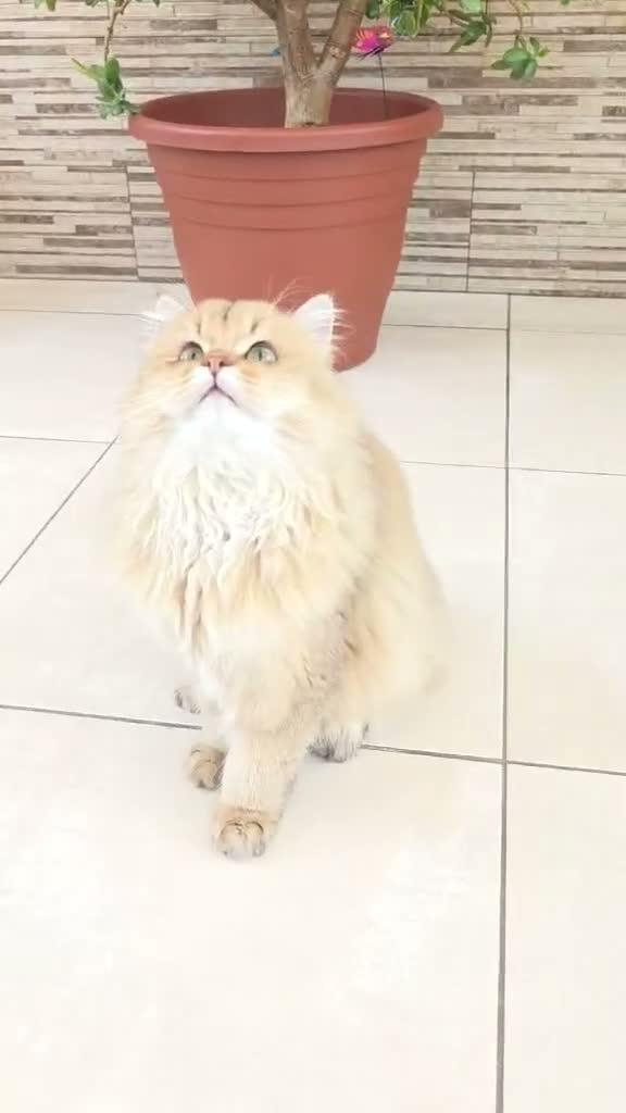 British Longhair cats for sale: Stunning British Longhair Kittens – Champion  - Video 2