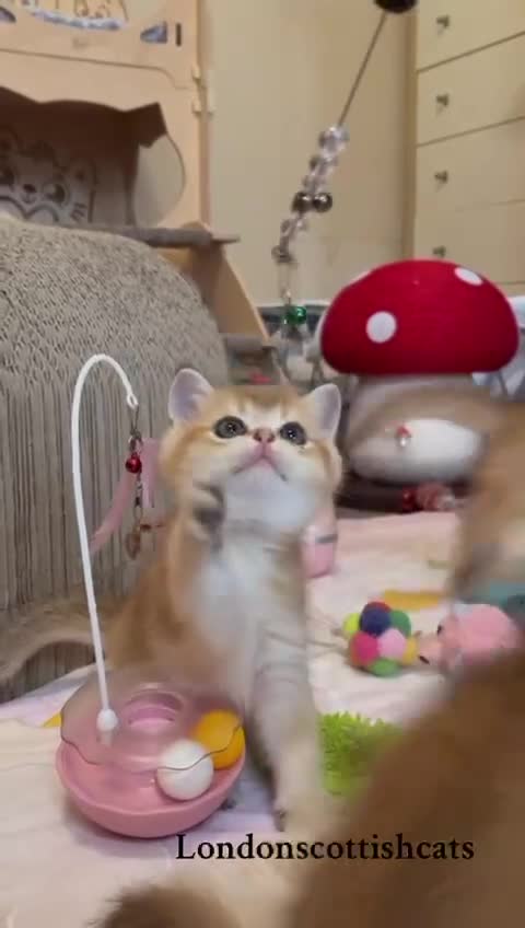 Scottish Fold cats for sale: Beautiful Scottish Straight/Fold Kittens - Video 3