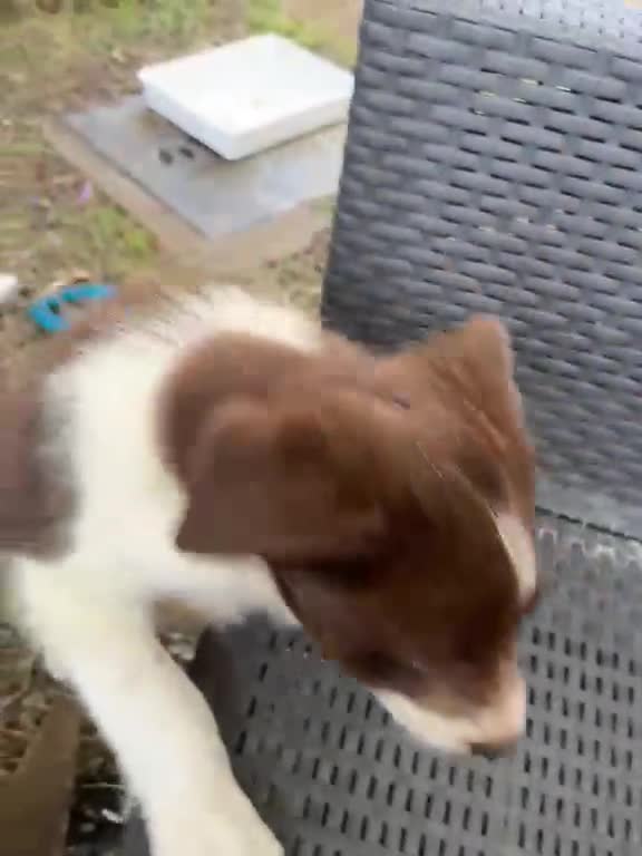 Border Collie dogs for sale: ISDS/KC Border Collie puppies for sale  - Video 2