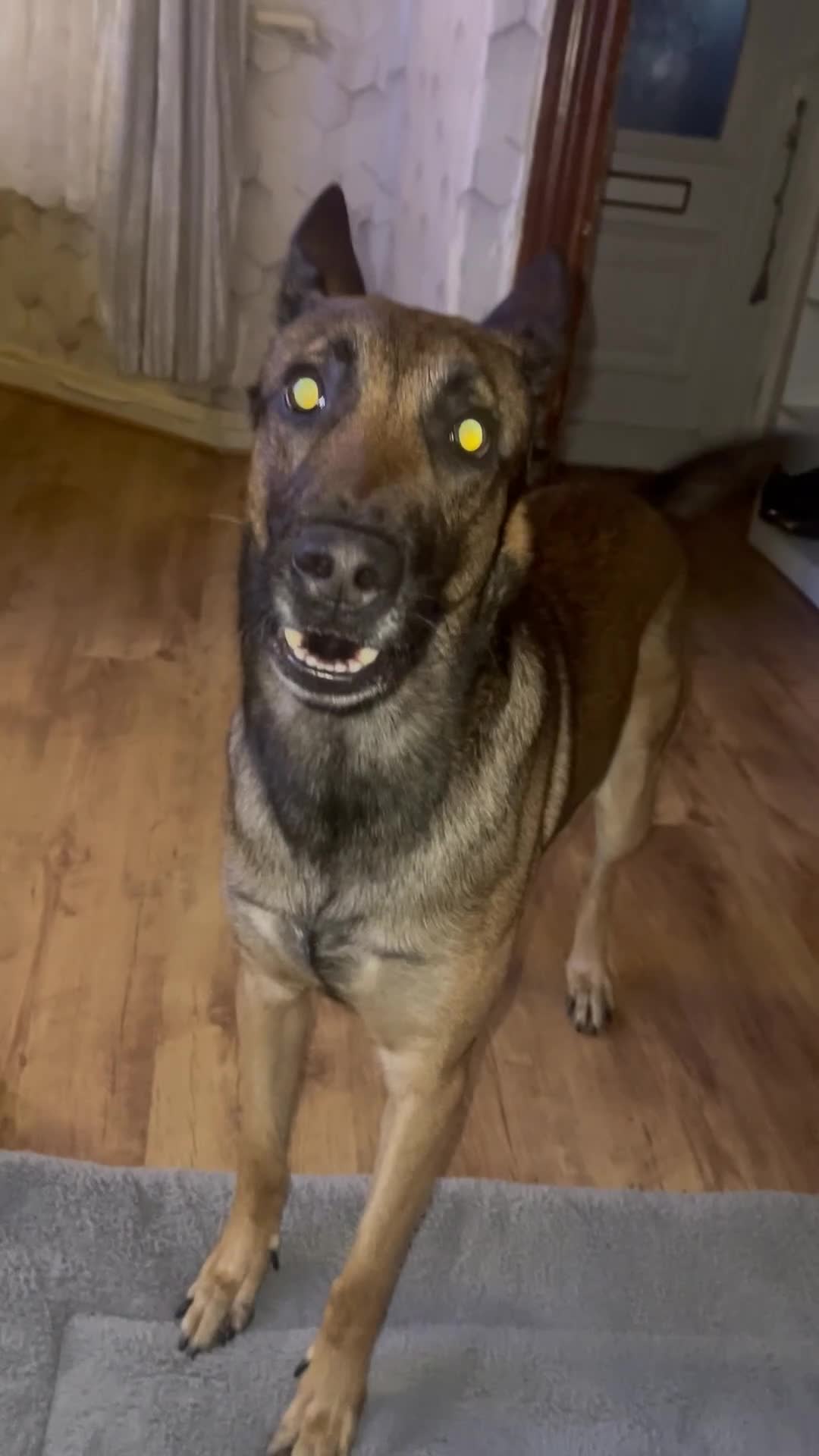 Belgian Shepherd Dog dogs for stud: I got male looking for breading  - Video 1