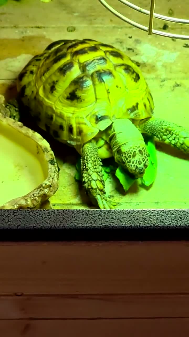 Hermann Tortoise reptiles for sale: Hermann tortoise  in Barnsley - Video 4
