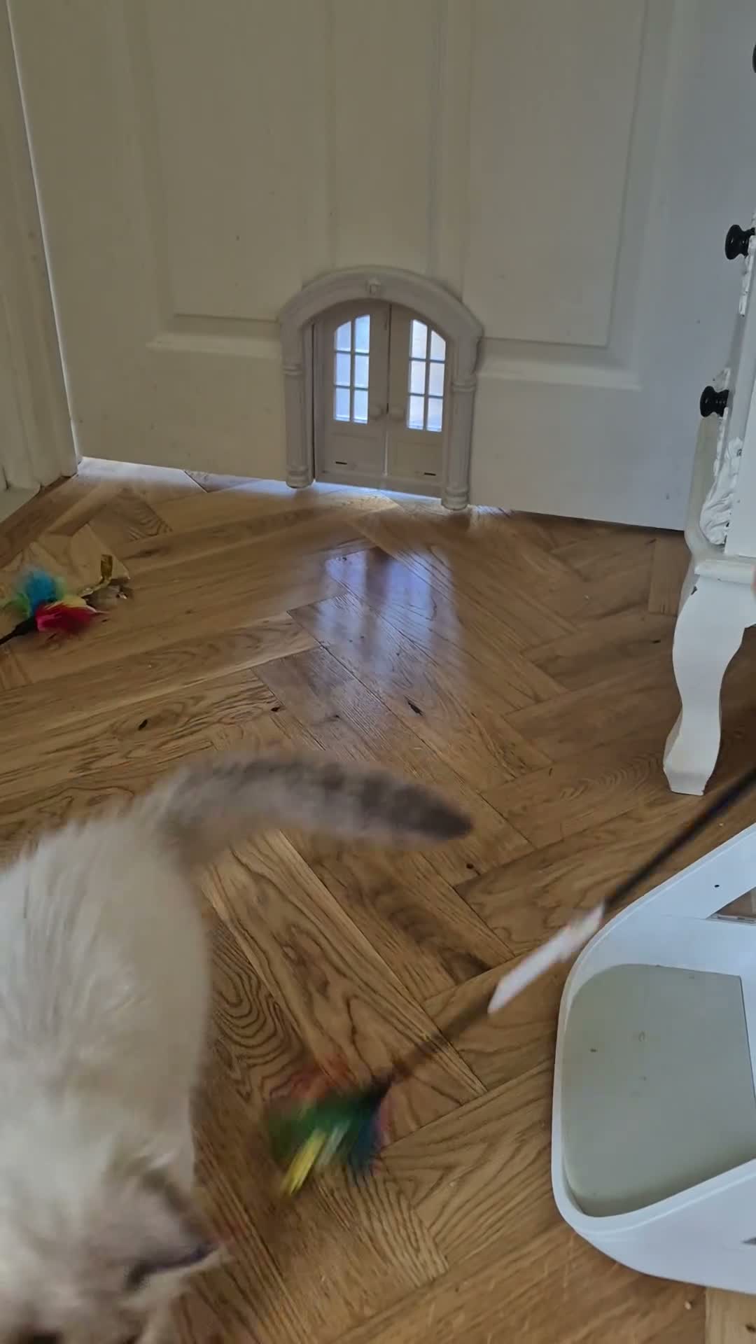Ragdoll cats for sale: Outstanding TICA reg Ragdoll Male Deep Blue Eyes. - Video 2