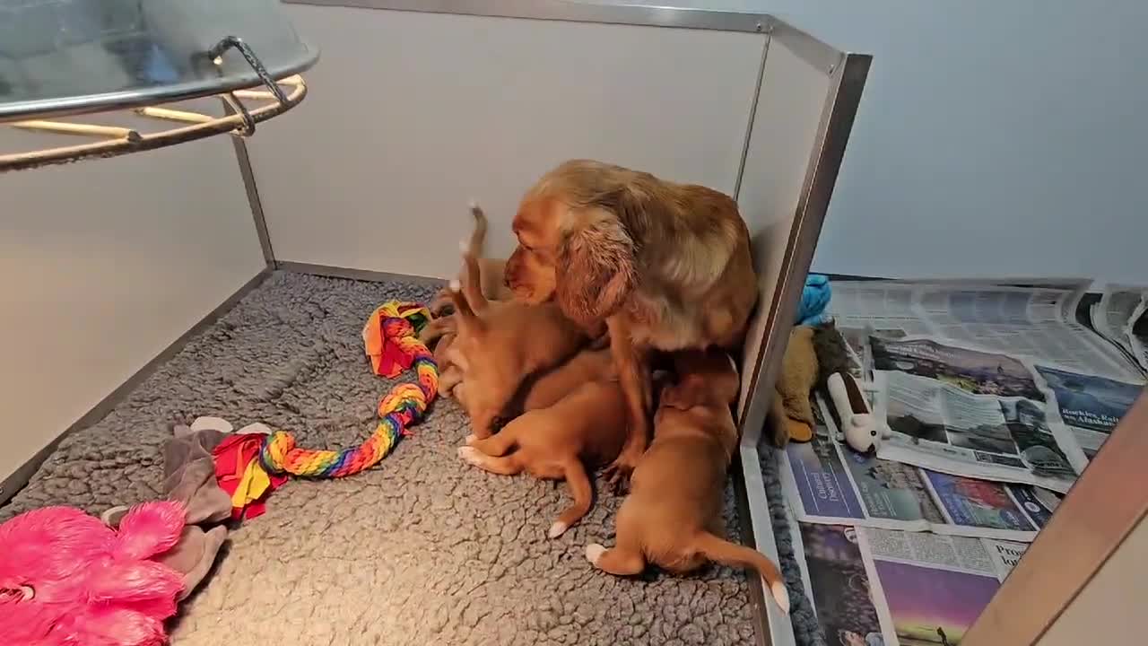 Bocker dogs for sale: Beautiful Red Bocker Pups - Ready 18.02.26 - Video 3