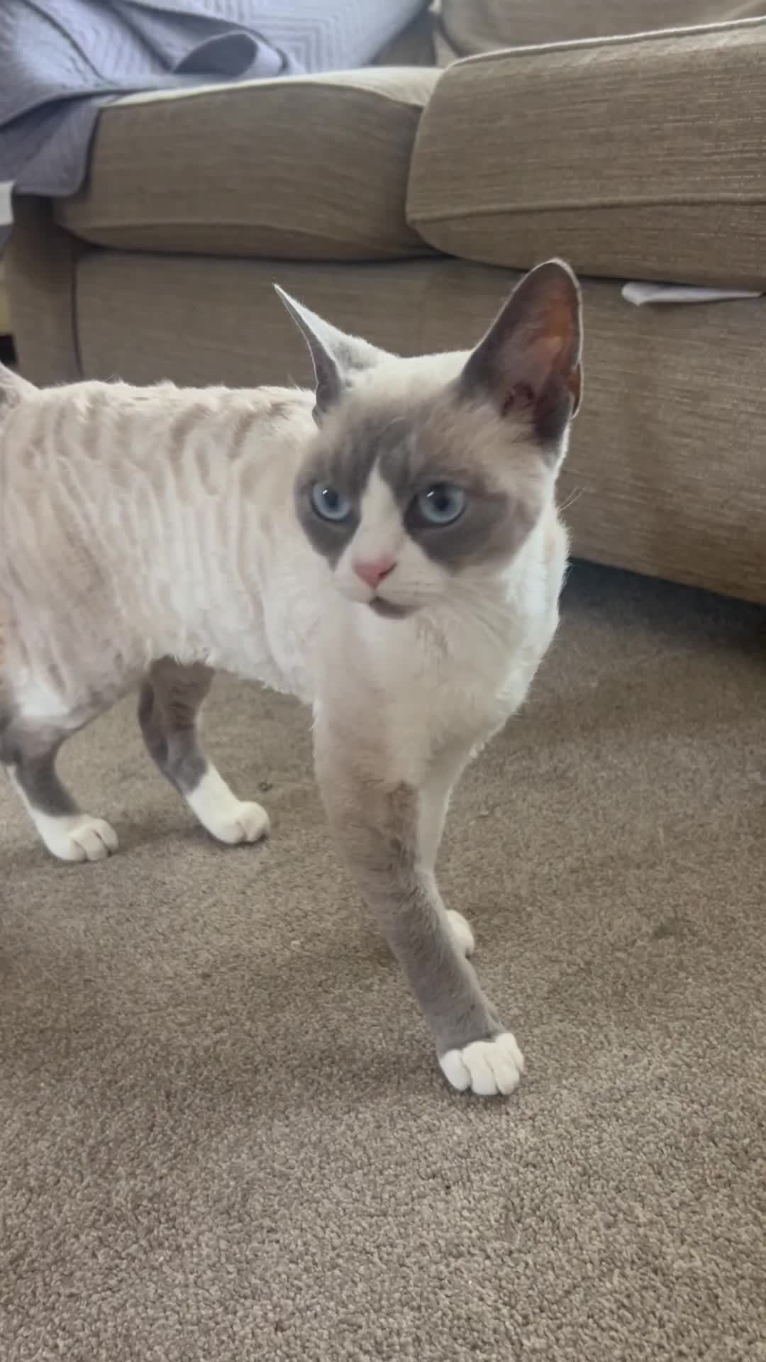 Devon Rex cats for sale: Two Devon Rex needs loving homes - adopt adoption  - Video 1