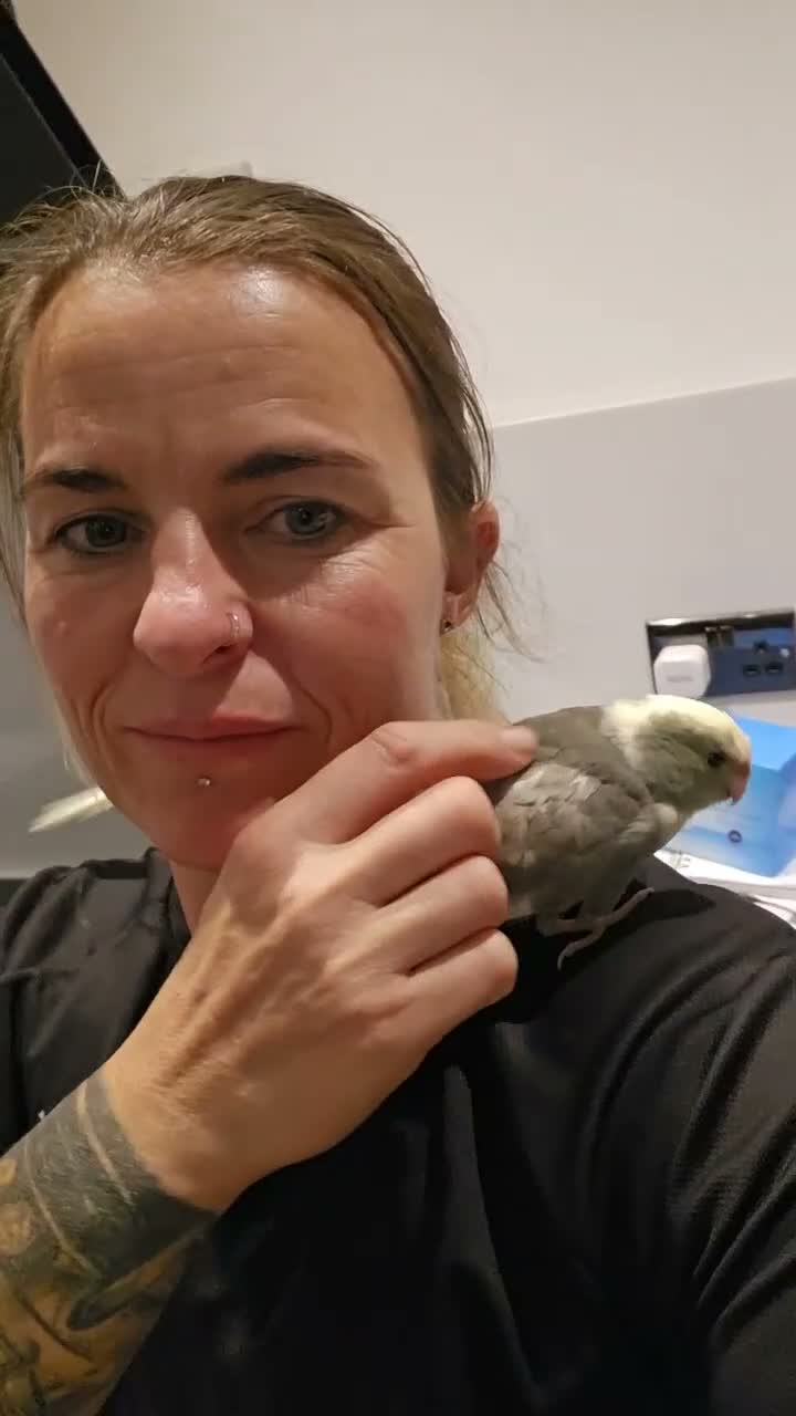 Parakeets birds for sale: Kakariki babies  - Video 3